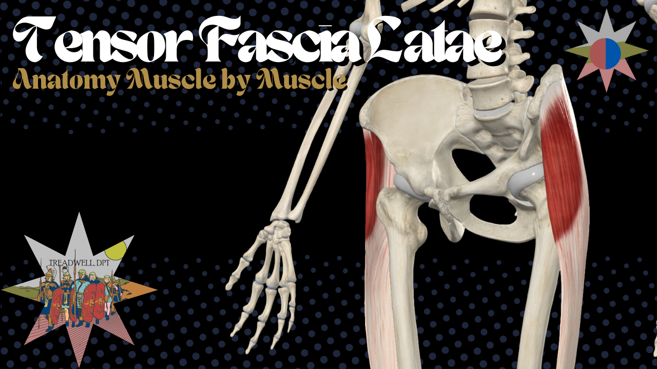 Thumbnail for a TFL Anatomy Review by Austin Treadwell, DPT covering Origin, Insertion, Action, Innervation, and Clinical Insights