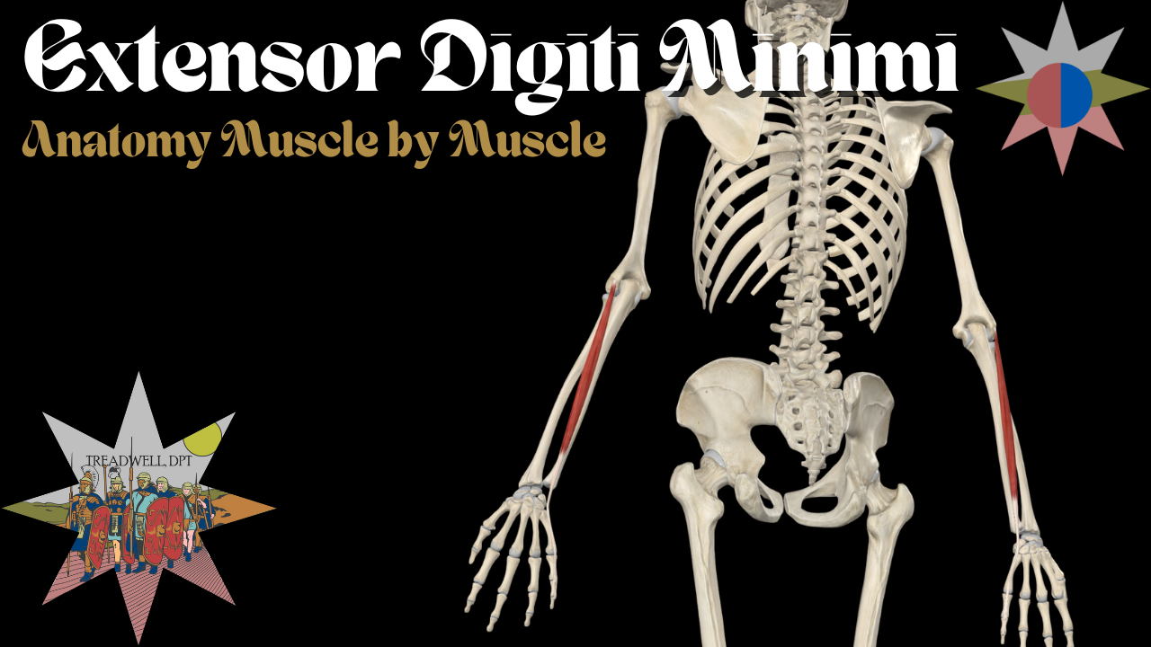 Thumbnail for an Extensor Digiti Minimi anatomy video by Austin Treadwell, DPT covering origin, insertion, action, and innervation