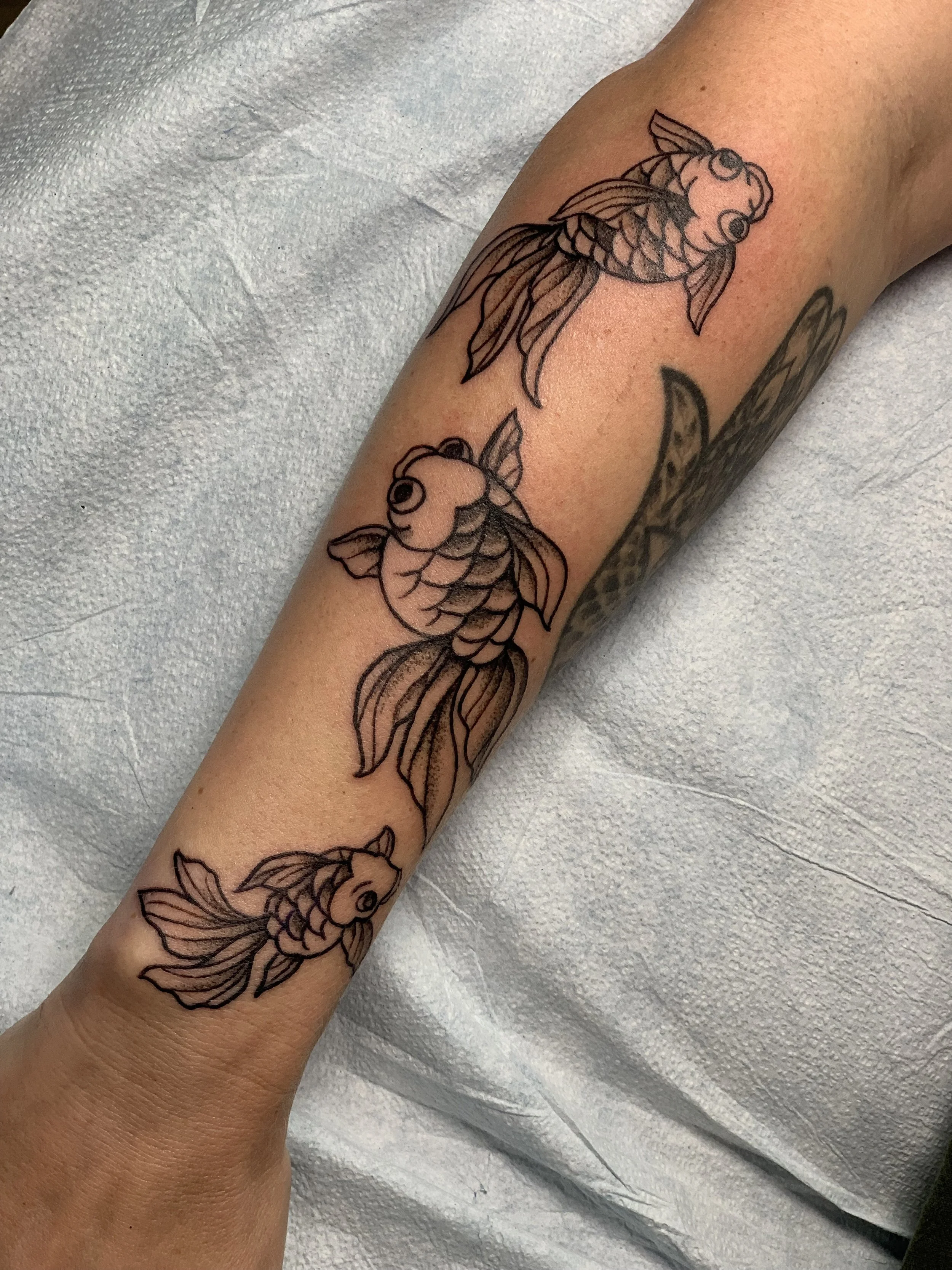BG_FISHES_ARM.jpg