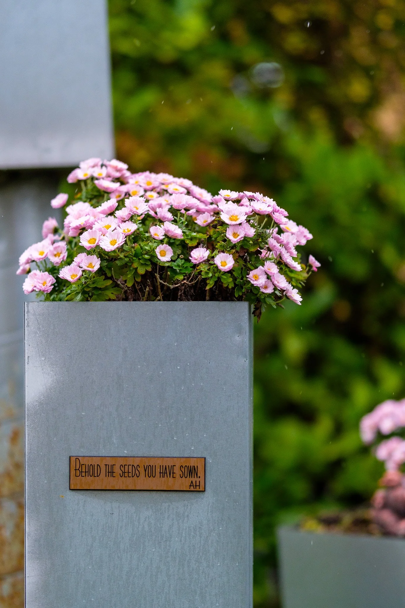 A metal planter filled with pink flowers with yellow centers, placed outdoors against a background of green foliage. A small plaque on the planter reads, "Behold the seeds you have sown. AH."