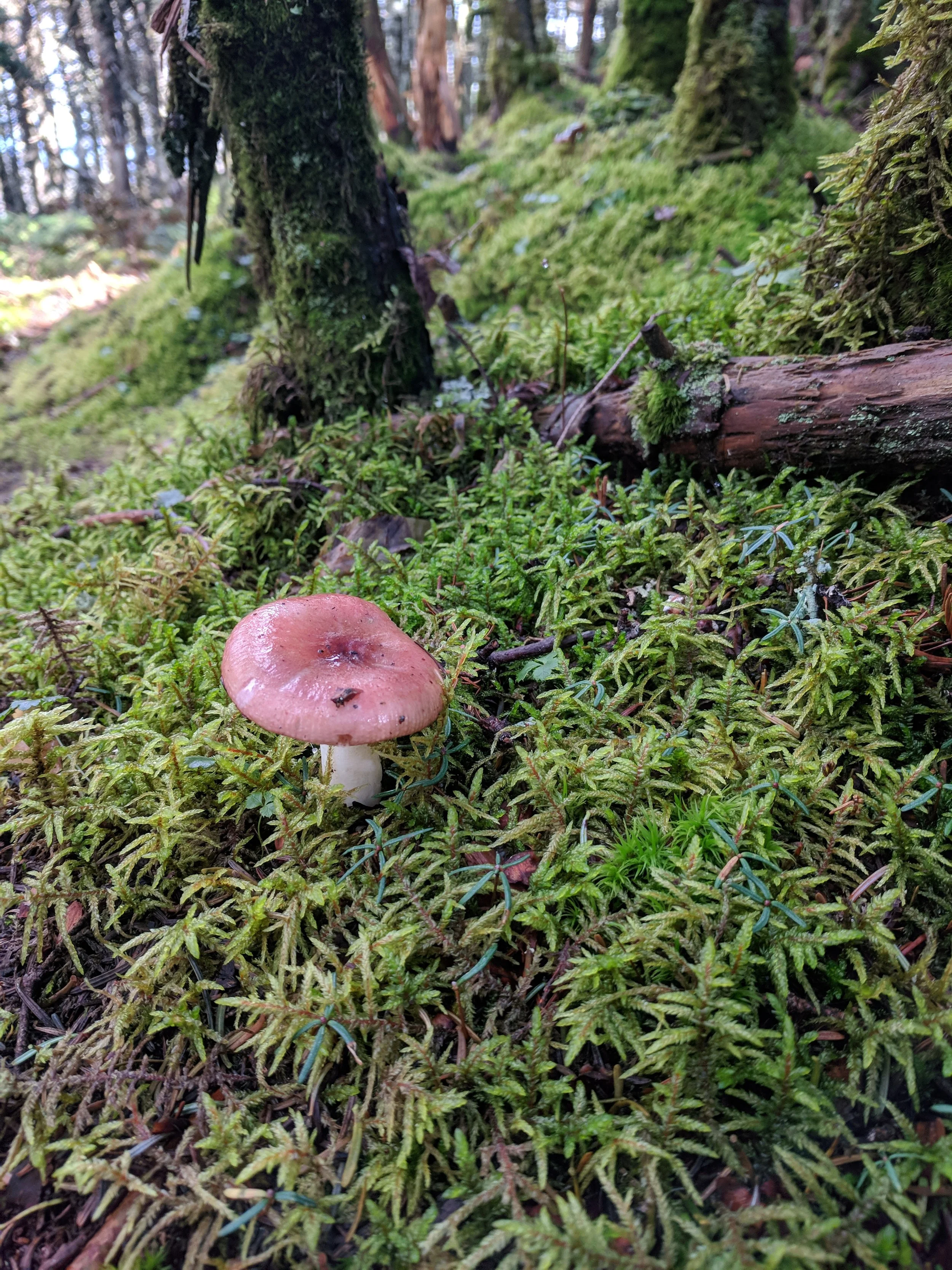A Voice Calls from the Forrest