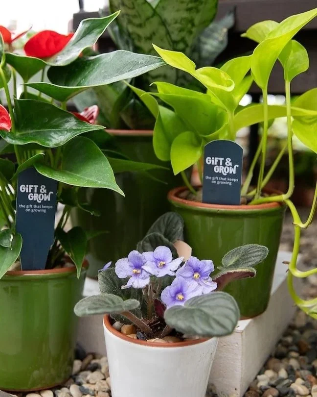 Gift & Grow Branding