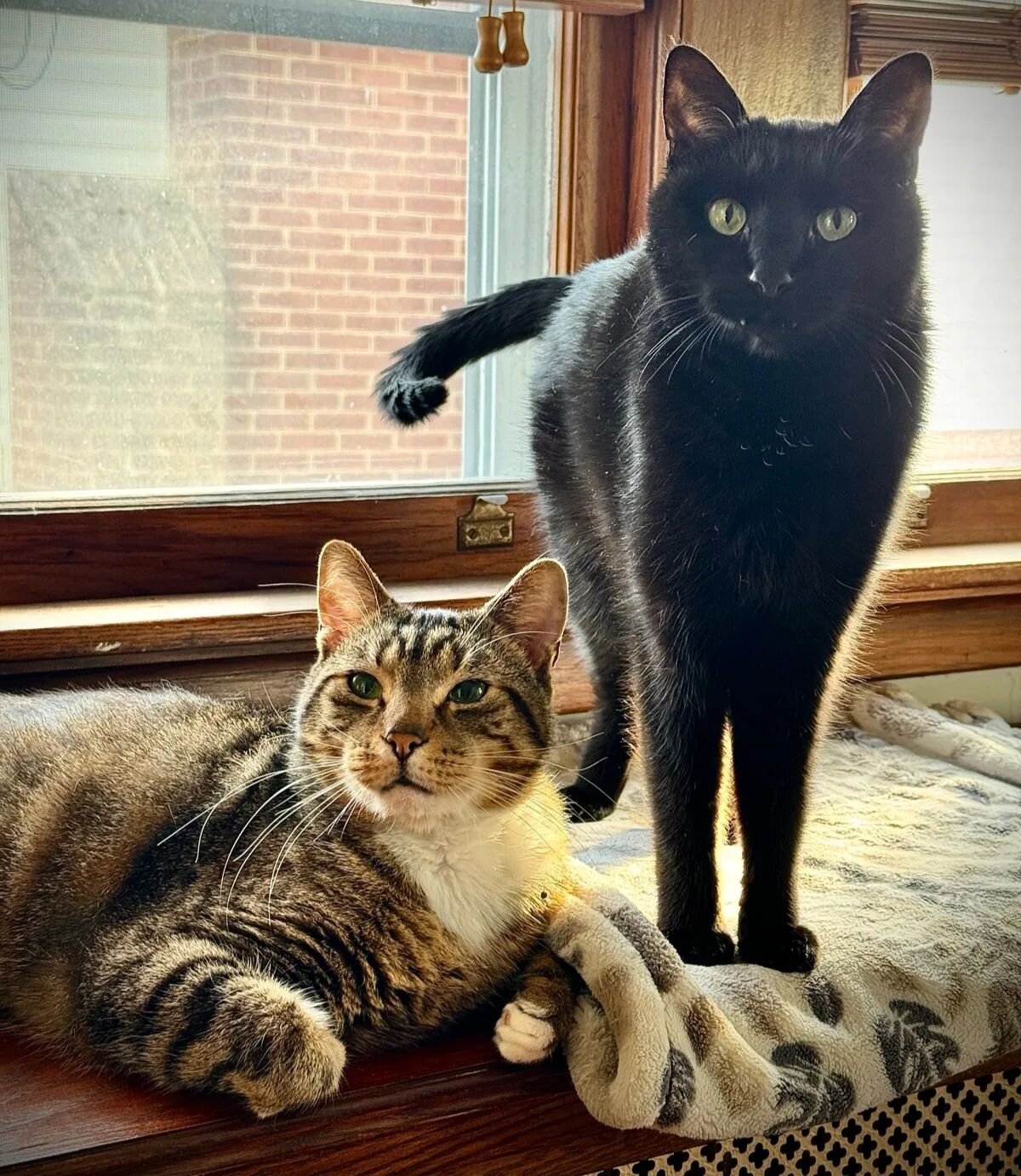 These guys get the first post of the year. Meet Larry and Gryphon. Back in the fall we adopted them both separately and they have slowly become friends.
Larry (tabby) is around 6, likes to eat, and is very laid back, just don't pet his tummy lol. He 