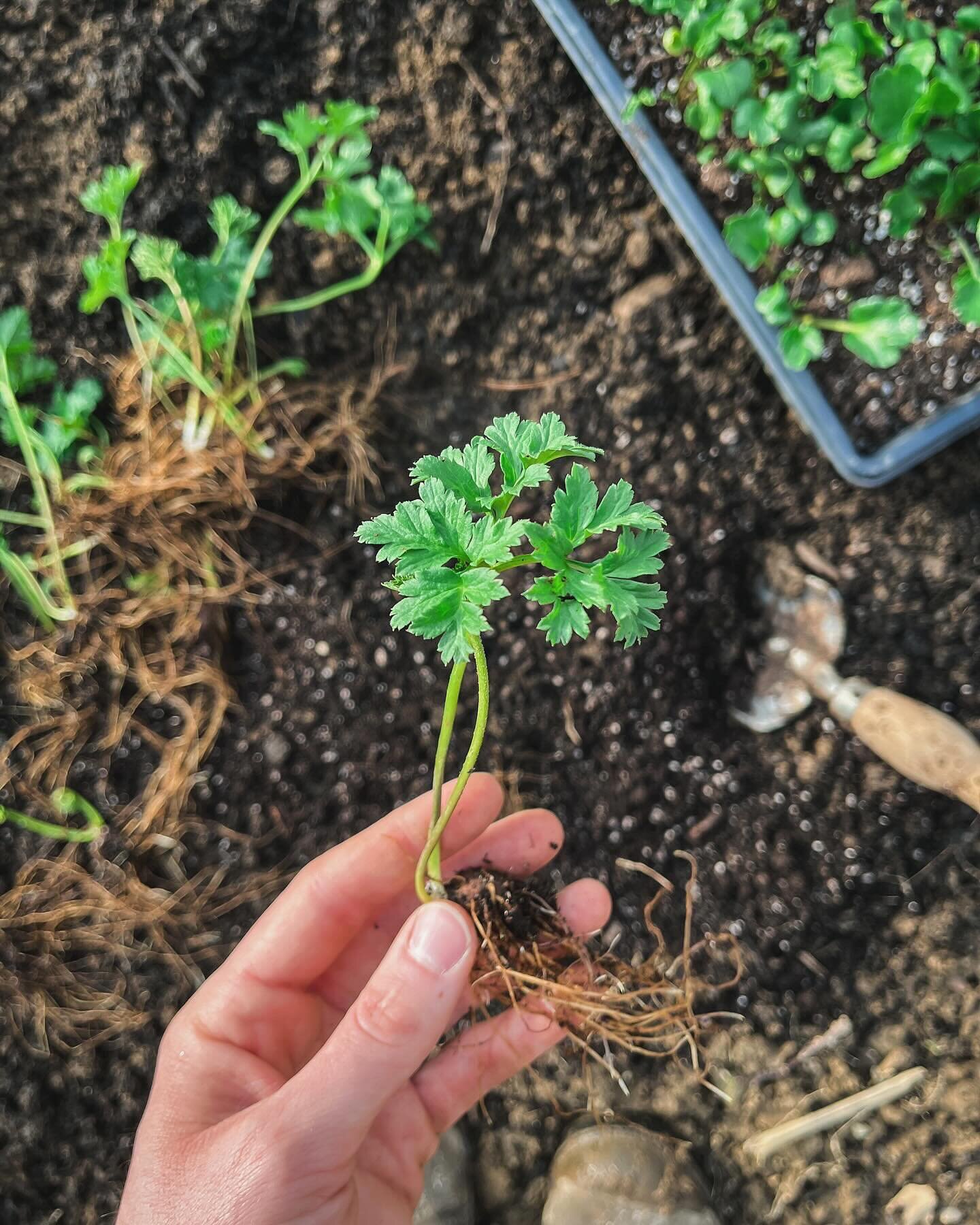 a n e m o n e s &mdash; 🌱

it was a GOOD freakin&rsquo; day today. The sun was shining, I planted all of the anemones outside wearing a T-SHIRT on March 4th.. like what?! 😂 

It felt sooooo good to get my hands back in the dirt. Ranunculus will hav