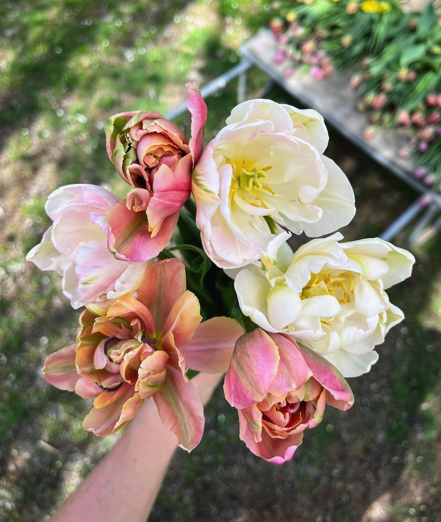 Pulling the last couple varieties from the tulip beds and the colors are DREAMY 😍🌷

Double tulips have multiple layers of petals, look like peonies as they open &amp; have a significantly longer vase life compared to singles. Each day as they age, 