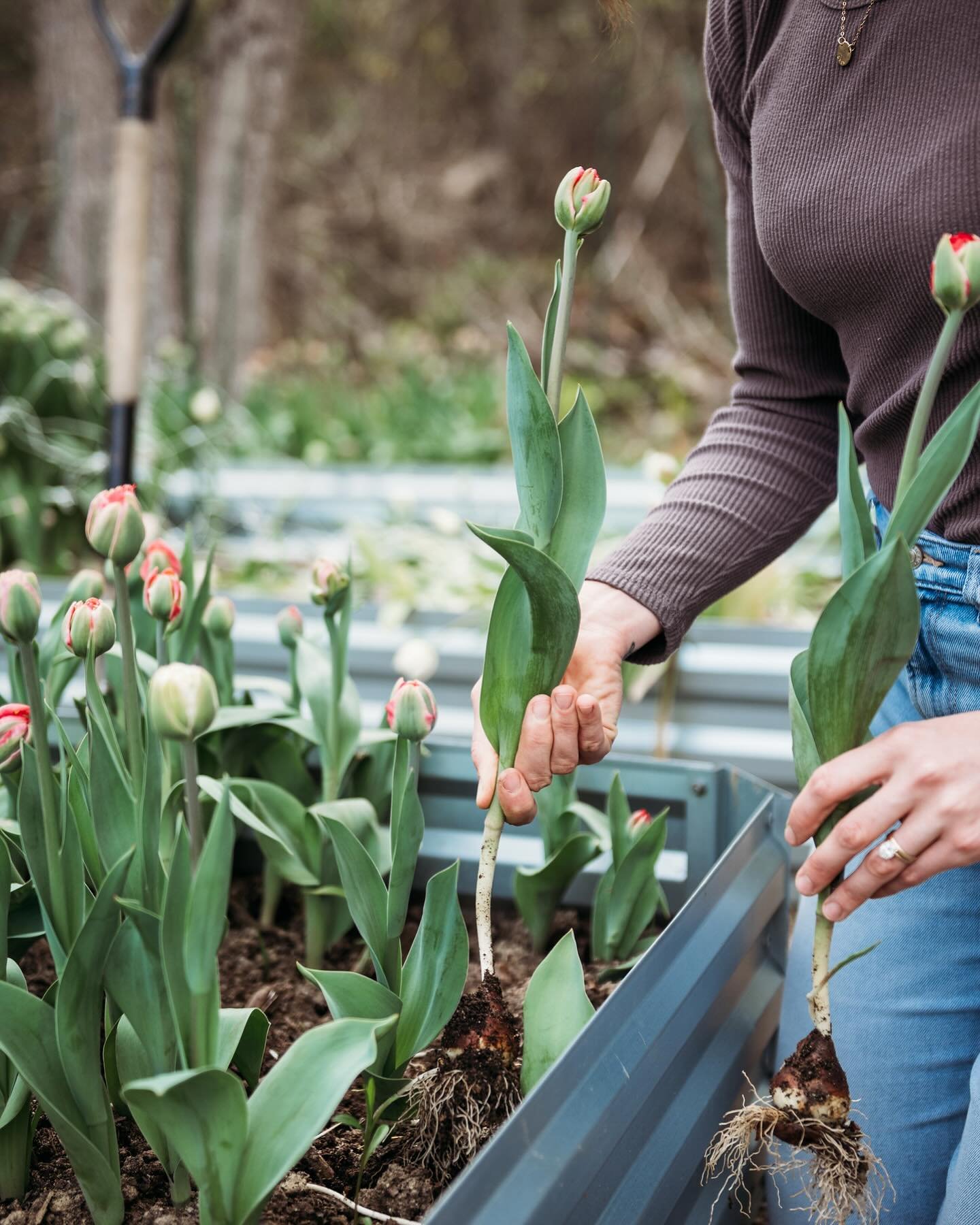 TULIP TALK || 🌷 

When growing tulips for production, they&rsquo;re planted very closely together (like eggs in an egg carton) and when it comes time to harvest them, the entire bulb gets pulled. This way, they store in the cooler for up to 3-4 week