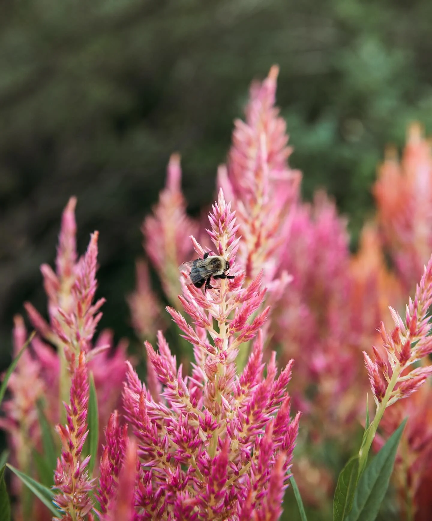 ohhhhhhh, to be a bumble bee in a giant row of fluffy celosia on a flower farm just before sunset 🌸✨🐝

📸 : who else but my bff Brooke @brookeleephotos 

#flowerfarmer #flowerfarm #flowerfarming #organicfarming #mainefarming #maineflowerfarmers #ma