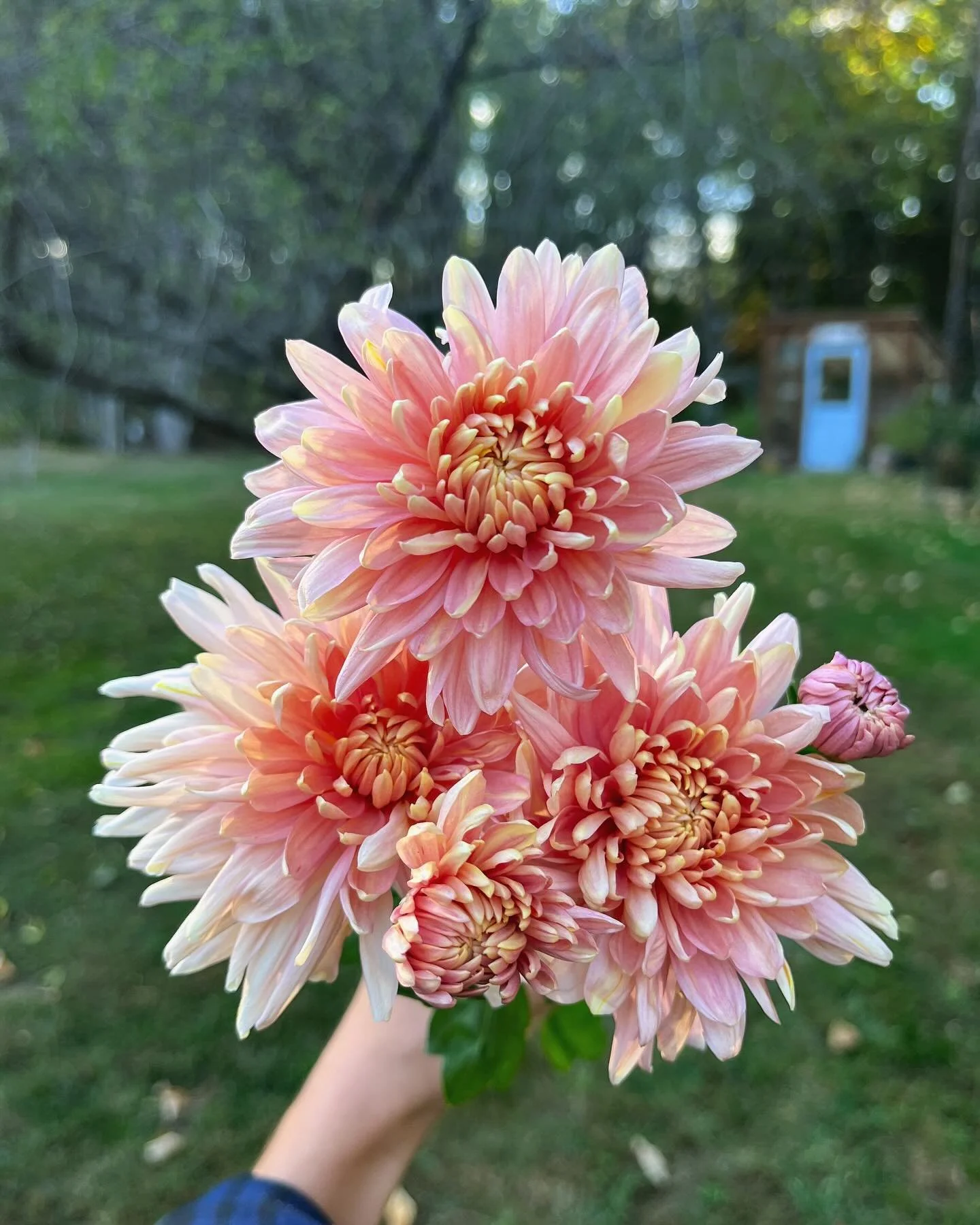 the heirloom chrysanthemums heard it was the first day of fall 🌸✨🍂 

pictured first : Jessica Louise 
pictured second : Lav Love 
pictured third : Jessica Louise, Homecoming &amp; Mellow Moon 

we will be offering a mum cutting sale next spring so 
