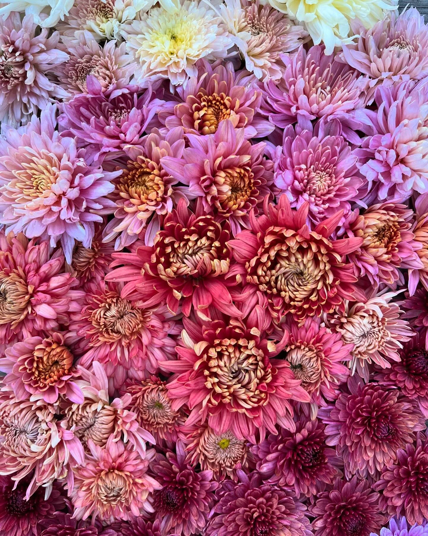 Heirloom Mums &mdash; probably one of the most underrated flowers out there. I&rsquo;m OBSESSED. ✨ 

2. Annie girl 
3. Chiffon 
4. Homecoming 
5. Jessica Louise 
6. Mellow Moon 
7. Royal Glamour 
8. Lav Love 
9. Peach John Wingfield 

Which one is yo