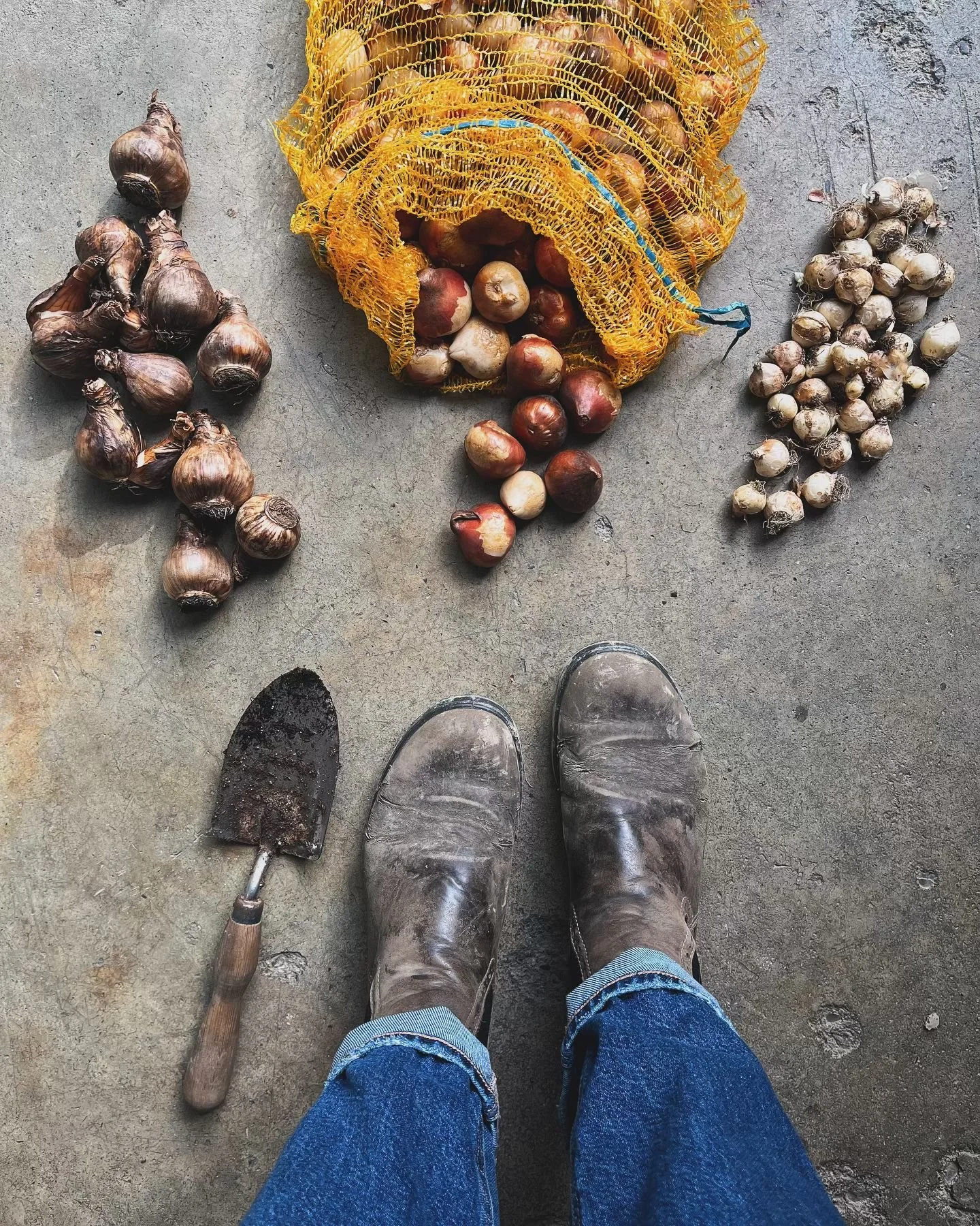 IT&rsquo;S BULB SEASON, BABYYYYY &mdash; 🌷🧄

&hellip;.. and the season for 10,000 other things, am I right?! 😅💀 I spent today harvesting as many dahlia &amp; zinnia seeds as I could, planted a bunch of perennials at the farm &amp; began the daunt