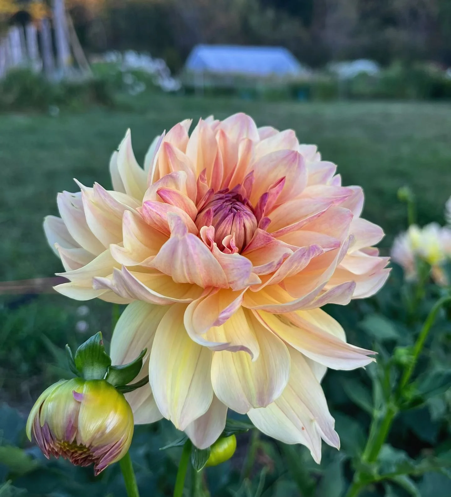 This dahlia very quickly made her way to the top of my all time favorite dahlia list &mdash; Roga ✨🌸

I just finished dividing the clumps and as long as storage goes well, I am happy to report that I will be offering her in my sale! This beauty dese