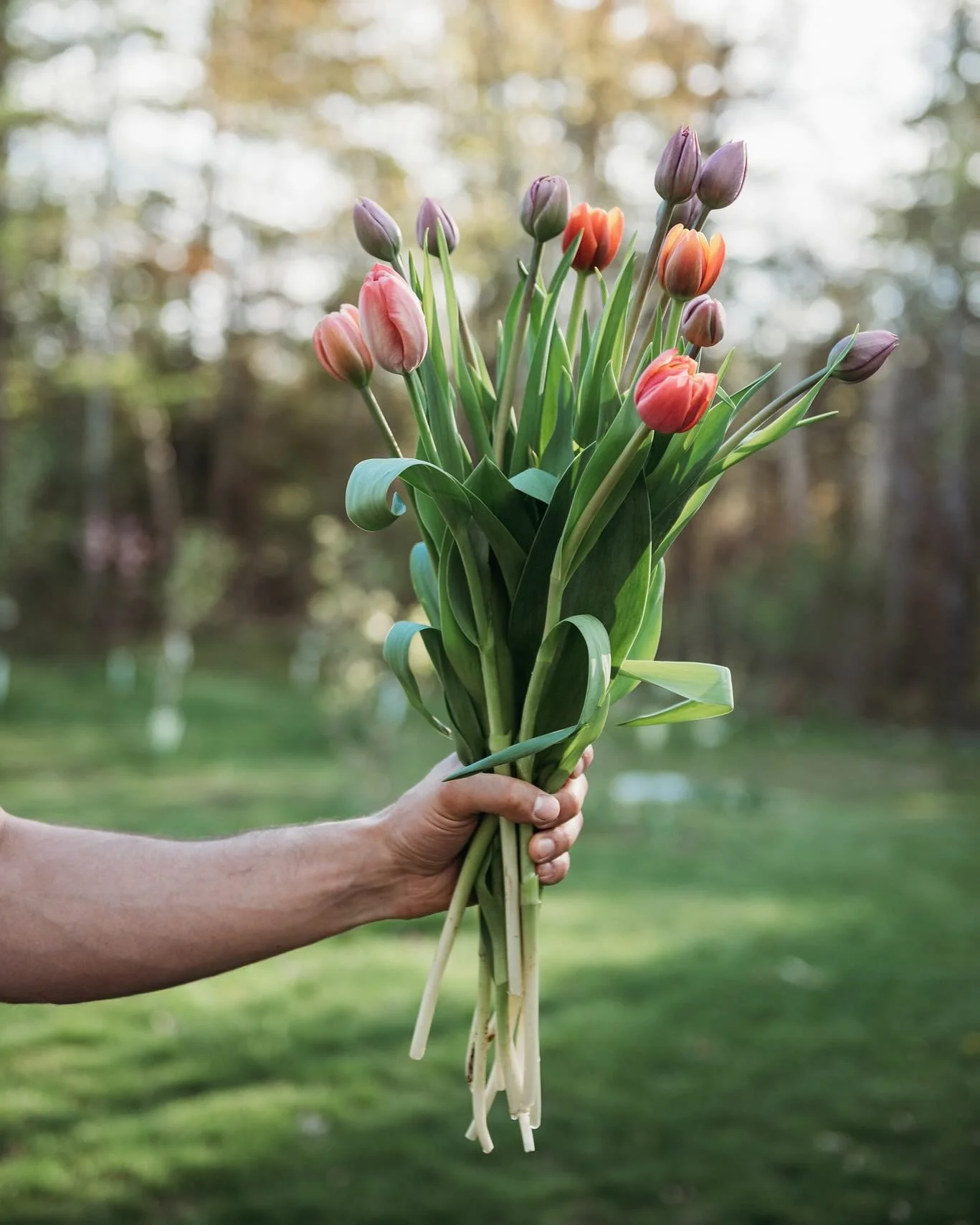 2025 Tulip CSA&rsquo;s are LIVE! 🌷✨ 

Give the gift of locally grown tulips to someone you love&hellip;(&amp; maybe that someone is YOU! 😉) but seriously&hellip; a flower CSA is the gift that keeps on giving to both the recipient of the flowers AND