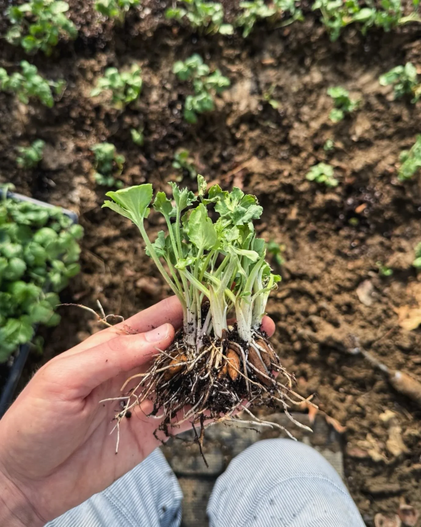 ahhhhhhh 🌱💛✨

they say 30 days until spring, but today felt like beginning! first ranunculus in the ground, birds singing, mud on my knees, sunset stretching after 5 pm. after what has felt like the longest, coldest winter EVER, I felt myself come 