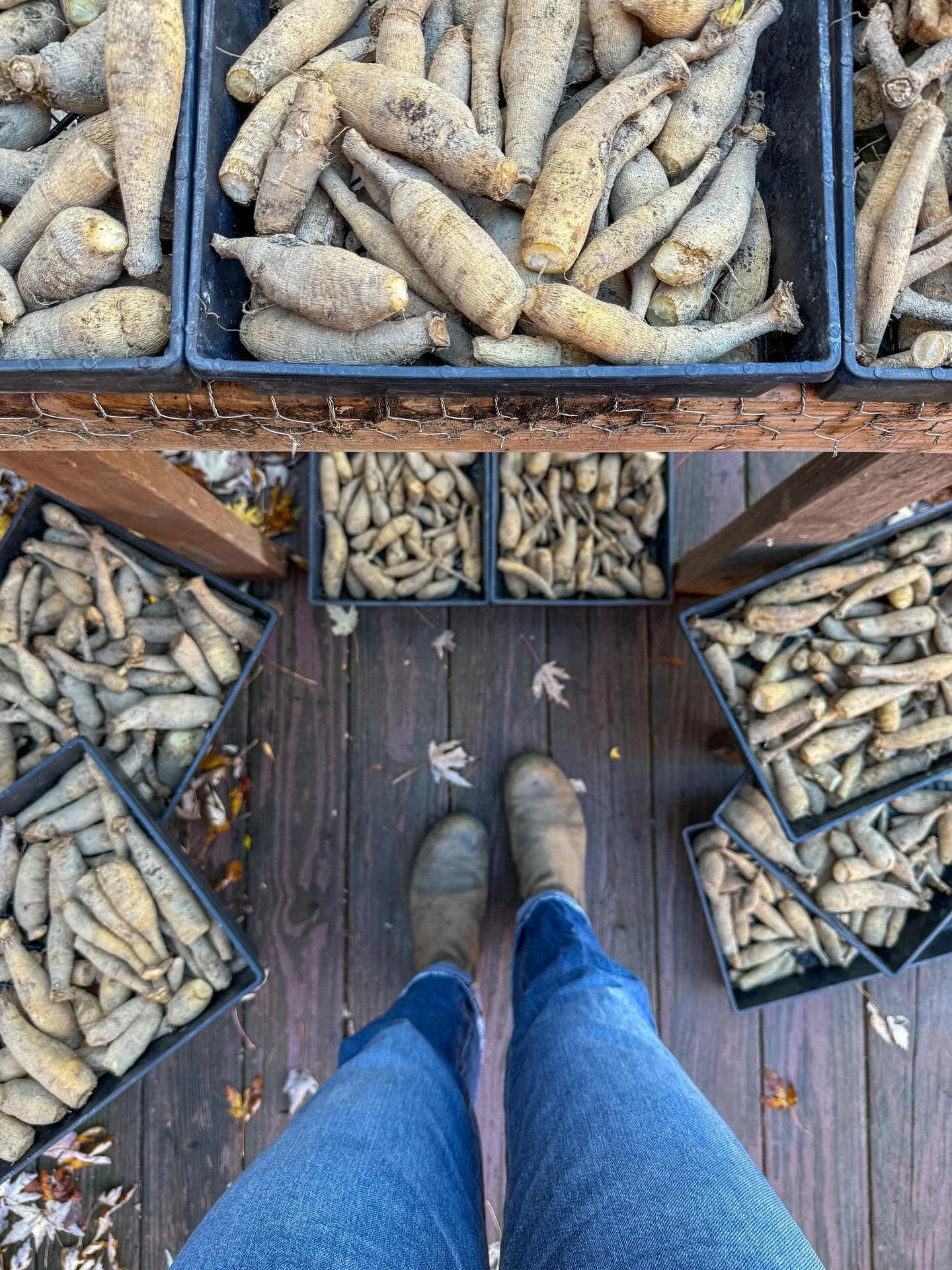 the big dig &amp; divide is COMPLETE || 🥔😍🍂

Our largest and most daunting task of the season is officially behind us &mdash; in record-breaking time! Drew and I spent 12 long days working around the clock to dig, clean, divide, and store all 1,50