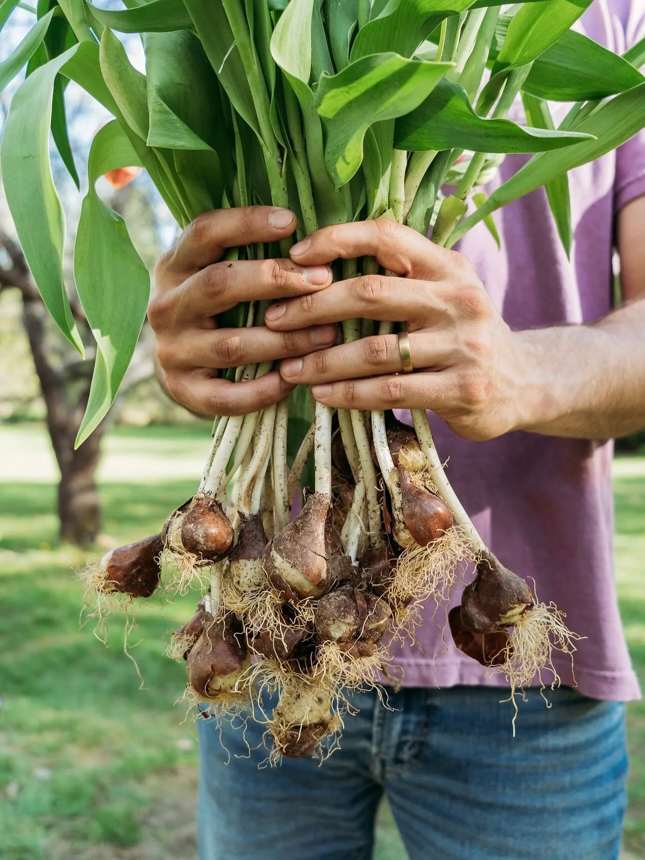 a chill in the air &amp; spring bulbs on the mind || 🌷 

frost may have arrived, but the season isn&rsquo;t over yet! We are gearing up to plant thousands of spring bulbs very very soon. Tulips, daffodils, muscari, peonies&hellip; it&rsquo;s going t