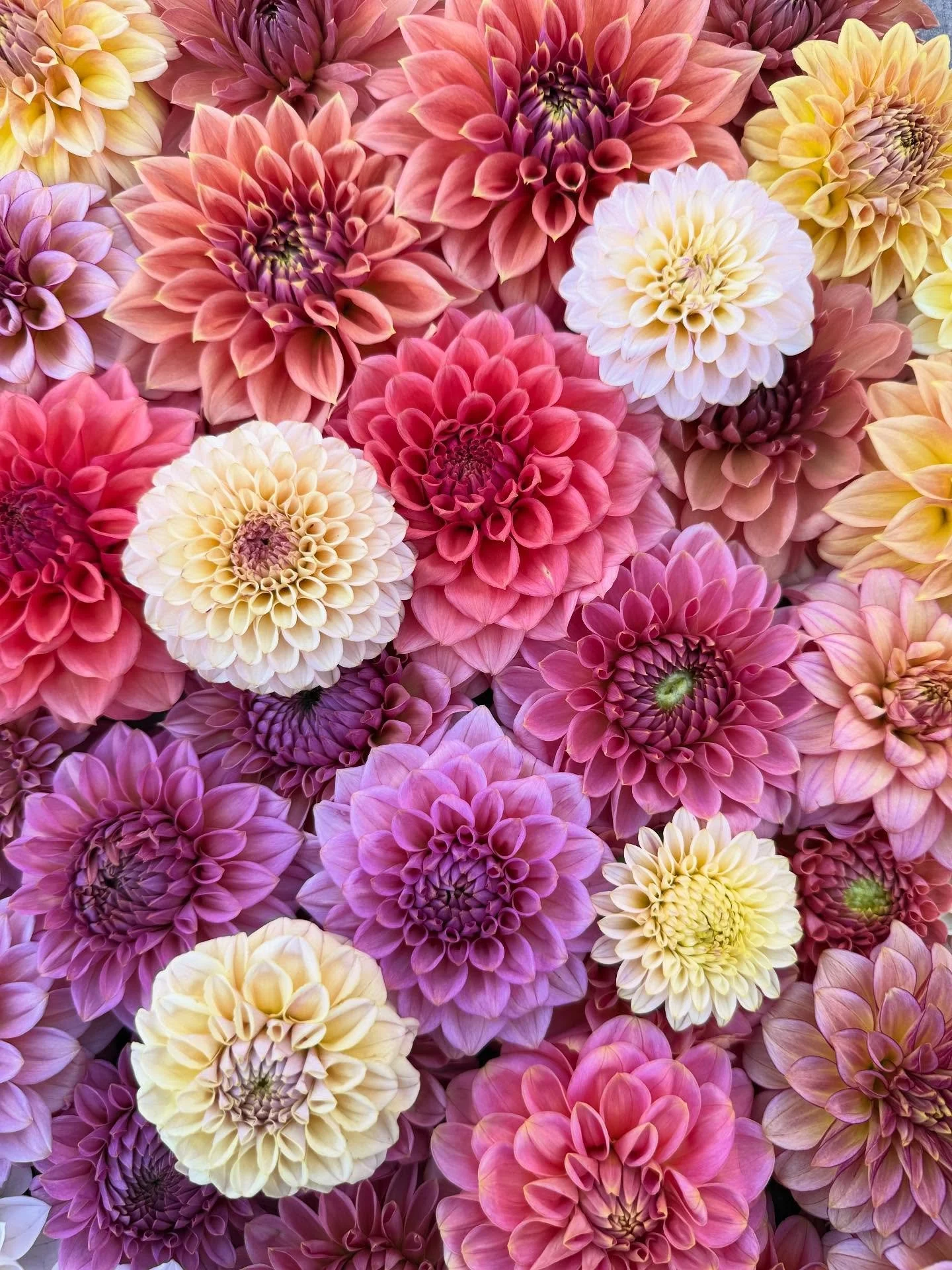 nothin&rsquo; quite like dahlias&hellip;

pure magic if you ask me ✨ 

#dahlias #dahliafarmer #dahliasofinstagram #dahlia #dahliatubers #maineflowerfarm #cutflower #cutflowerfarm #farmer #farmerflorist #organicfarming #sustainableagriculture
