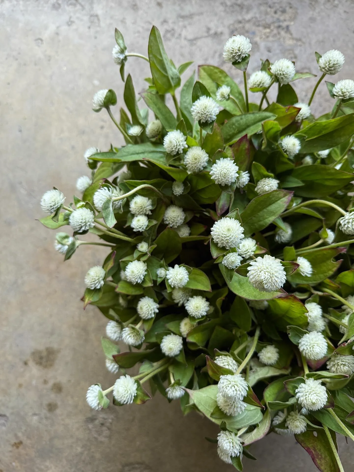and suddenly, it was September. 

white gomphrena will forever have a place in my field ✨ so simple, but oh so beautiful. 

I&rsquo;ve been very behind on posting this season, but it&rsquo;s been nearly impossible for me to find the time or creativit