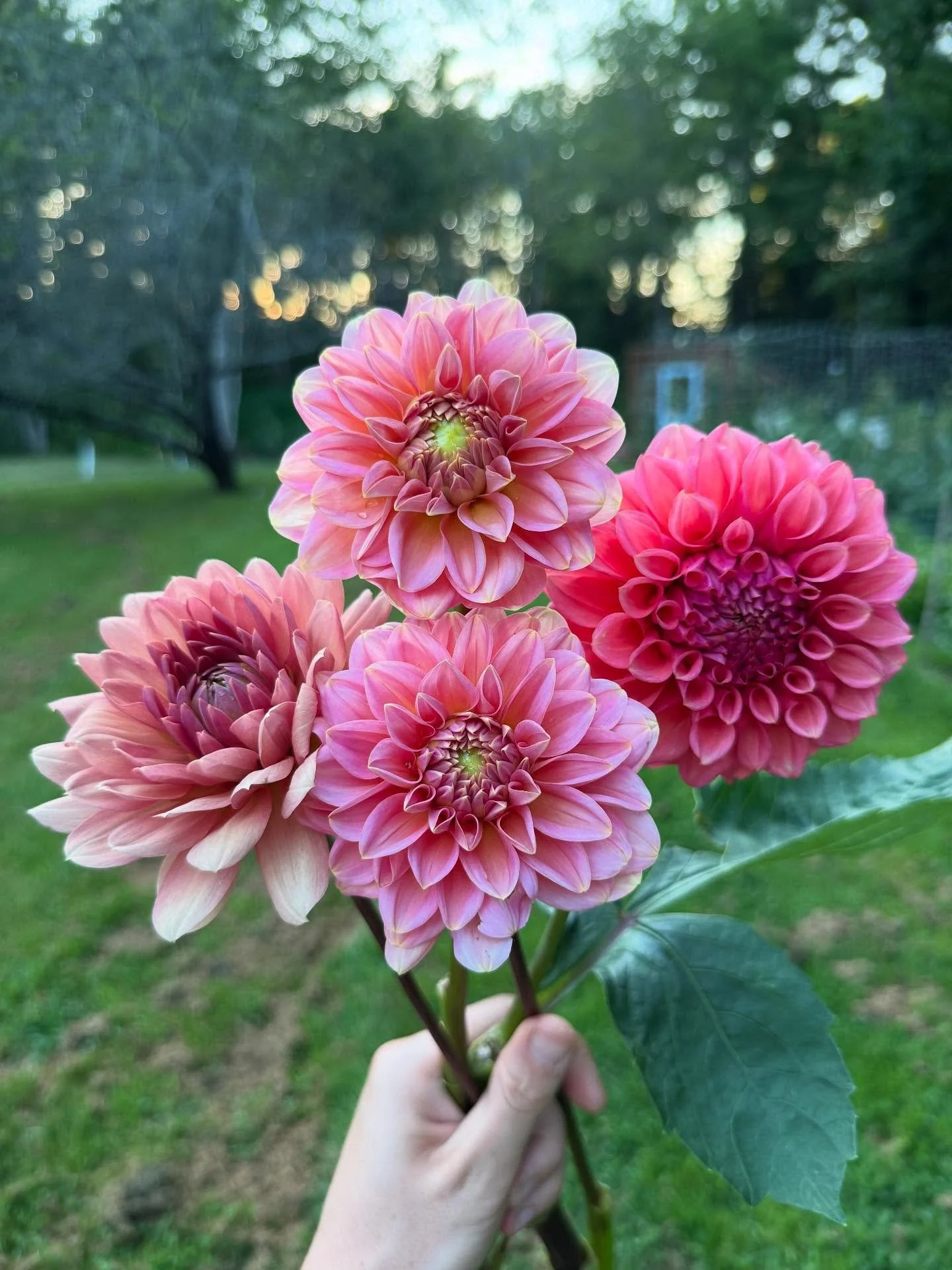 they&rsquo;re baaaaack 🥹🌸 

dahlias are starting to trickle in &amp; everything feels right again ✨ 

far left : Ch&acirc;teau de la Bourdaisi&egrave;re
middle : Rosario 
far right : RM Pink Sugar 

#dahlias #dahliafarm #cutflowerfarm #farmerfloris
