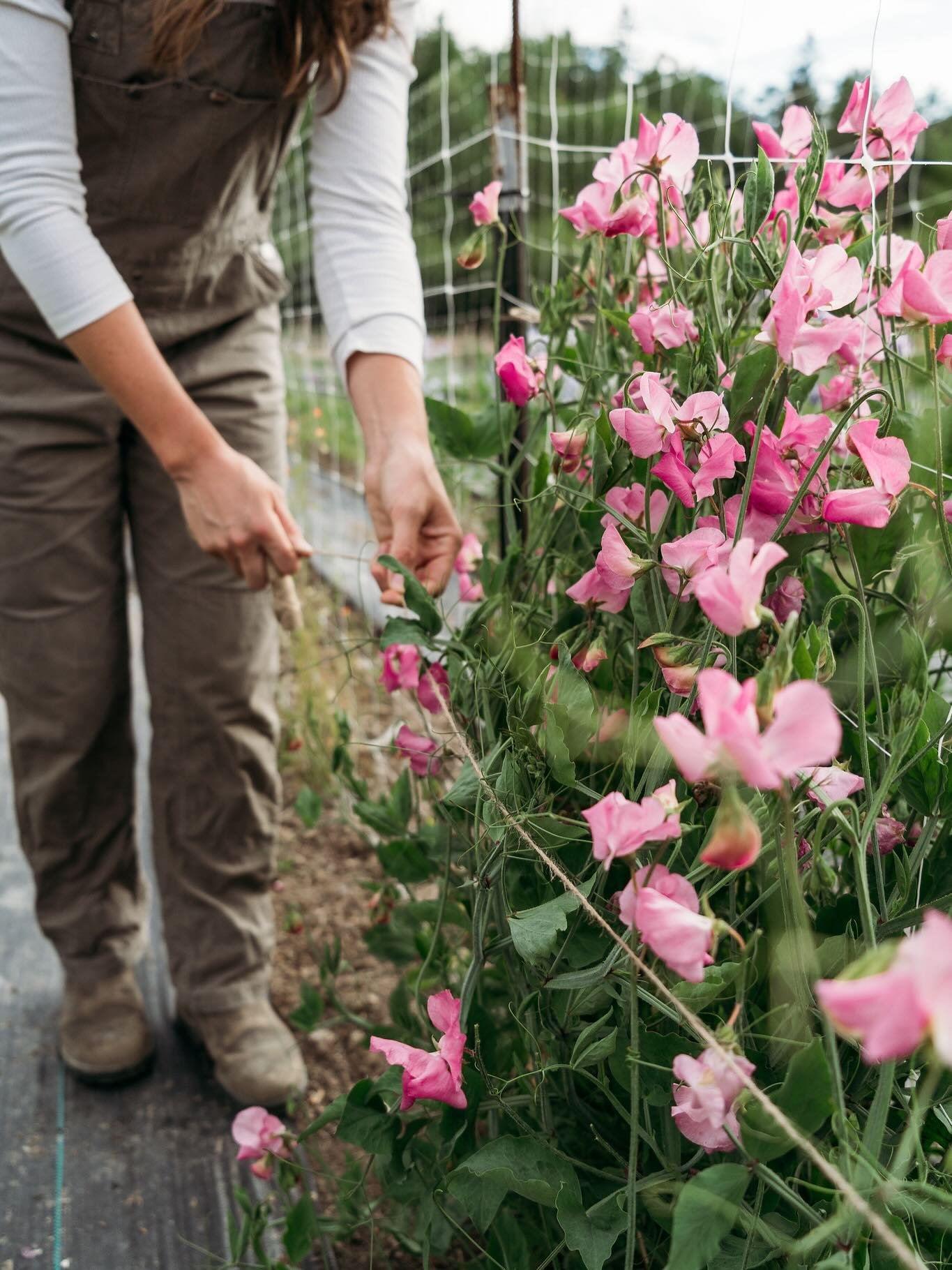 the last couple of weeks have been all about sweet peas 🫛🌸✨ lots of weeding, tying up, pulling rogue plants, documenting photos &amp; now we are finally letting them go to seed&hellip; 

definitely a labor of lots with a lot still to learn 💛 

📸 