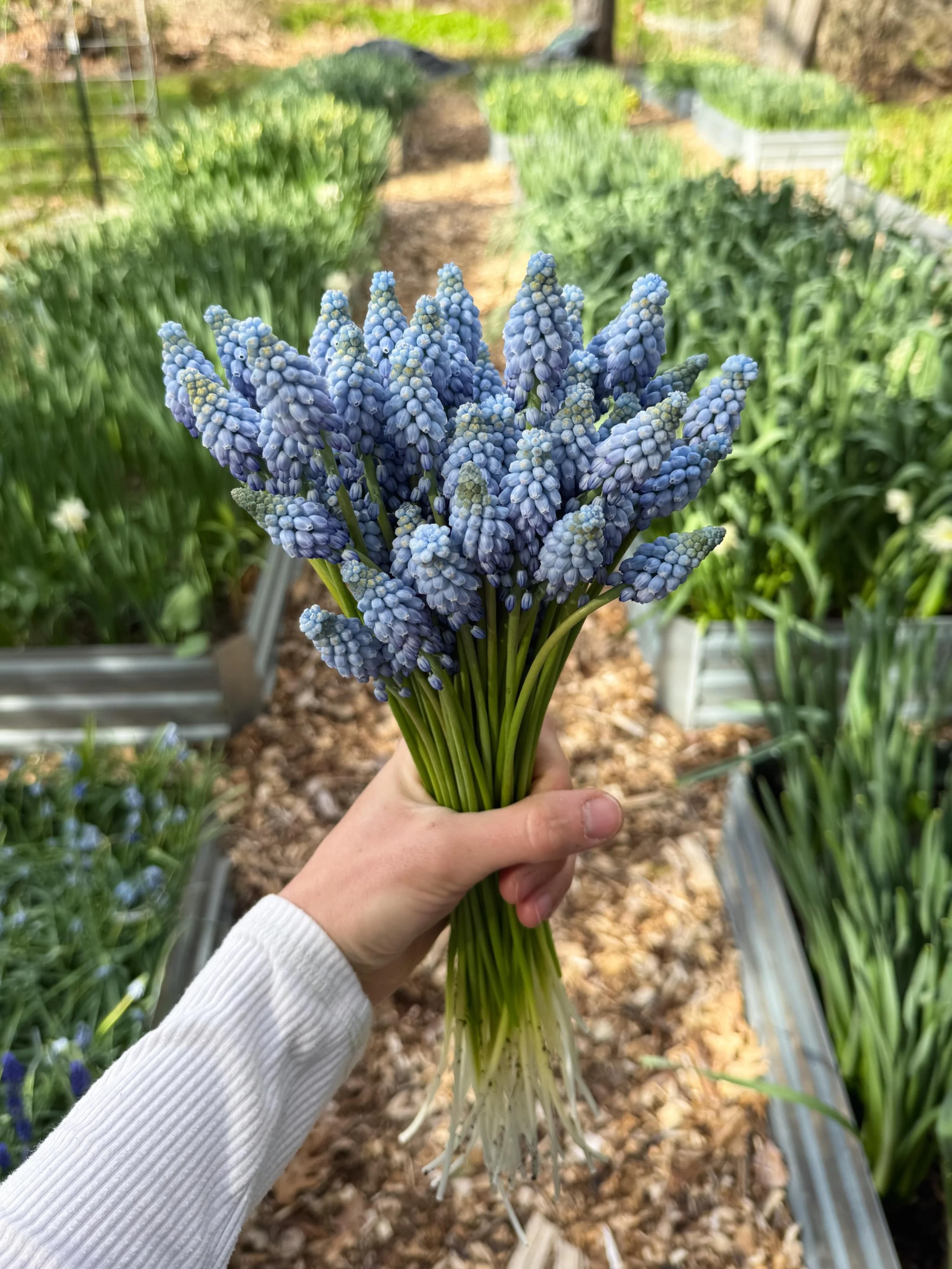 These perfect periwinkle blue muscari have been one of the brightest parts of the spring garden this year ✨ 

We&rsquo;ve officially entered one of the busiest times of the season! Planting is well underway, more seeds are being sown each week, flowe