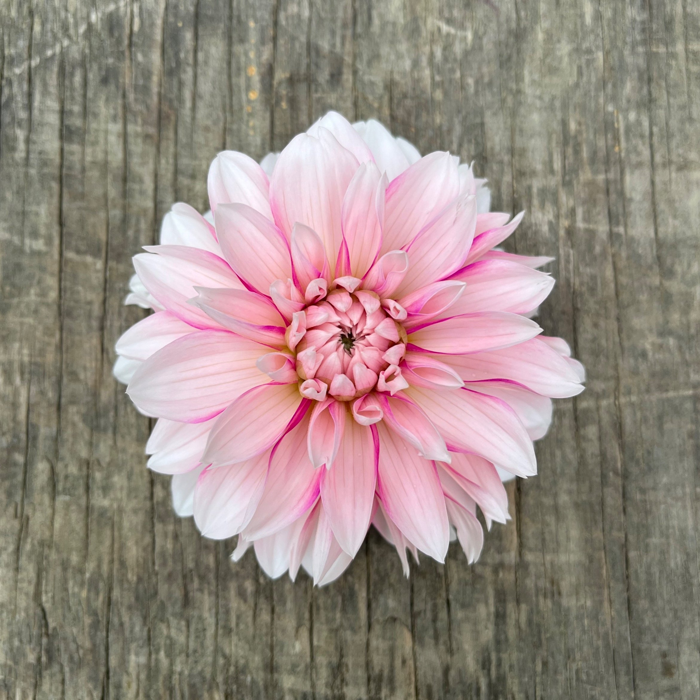 Budapest Blush Cutting