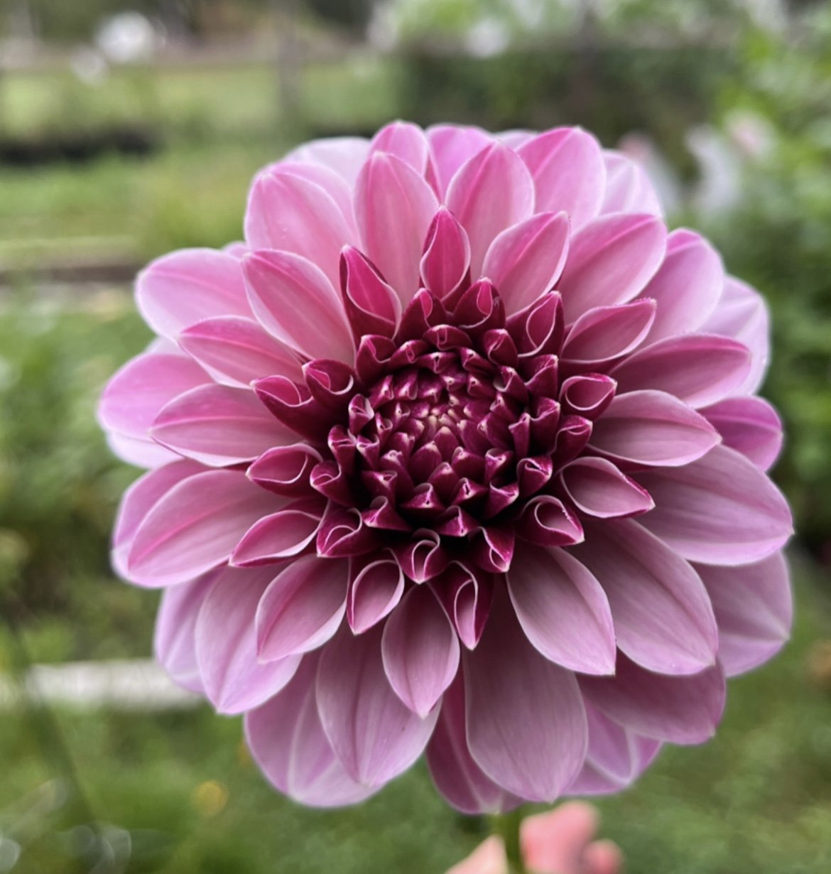 A97AB5C5-C289-47C8-B26B-BA7931B36EA1.jpg