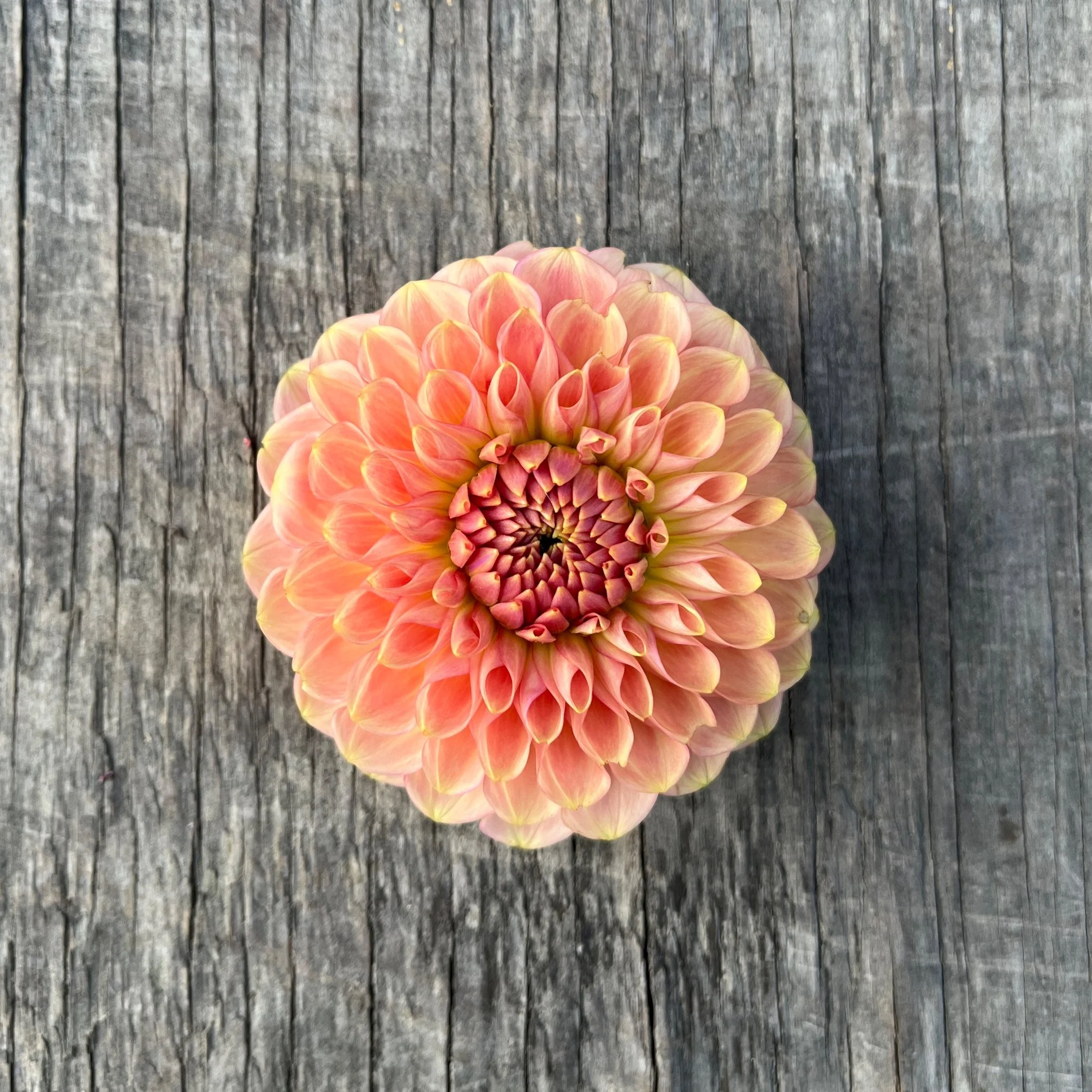 20th Ave Softer Peach