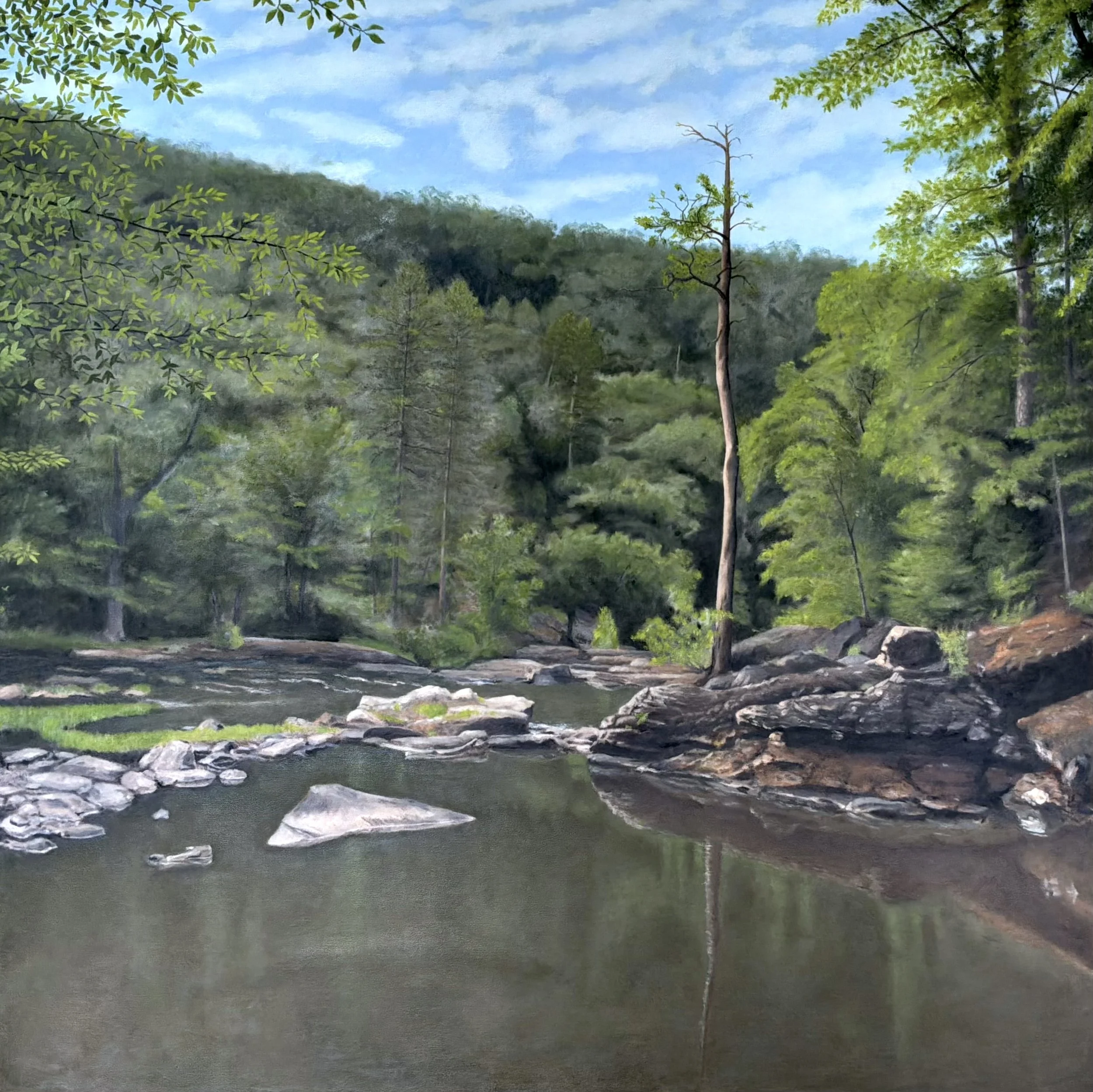 Twisted Pine along Sweetwater Creek • 2026 • Oil on Canvas 36"x36"