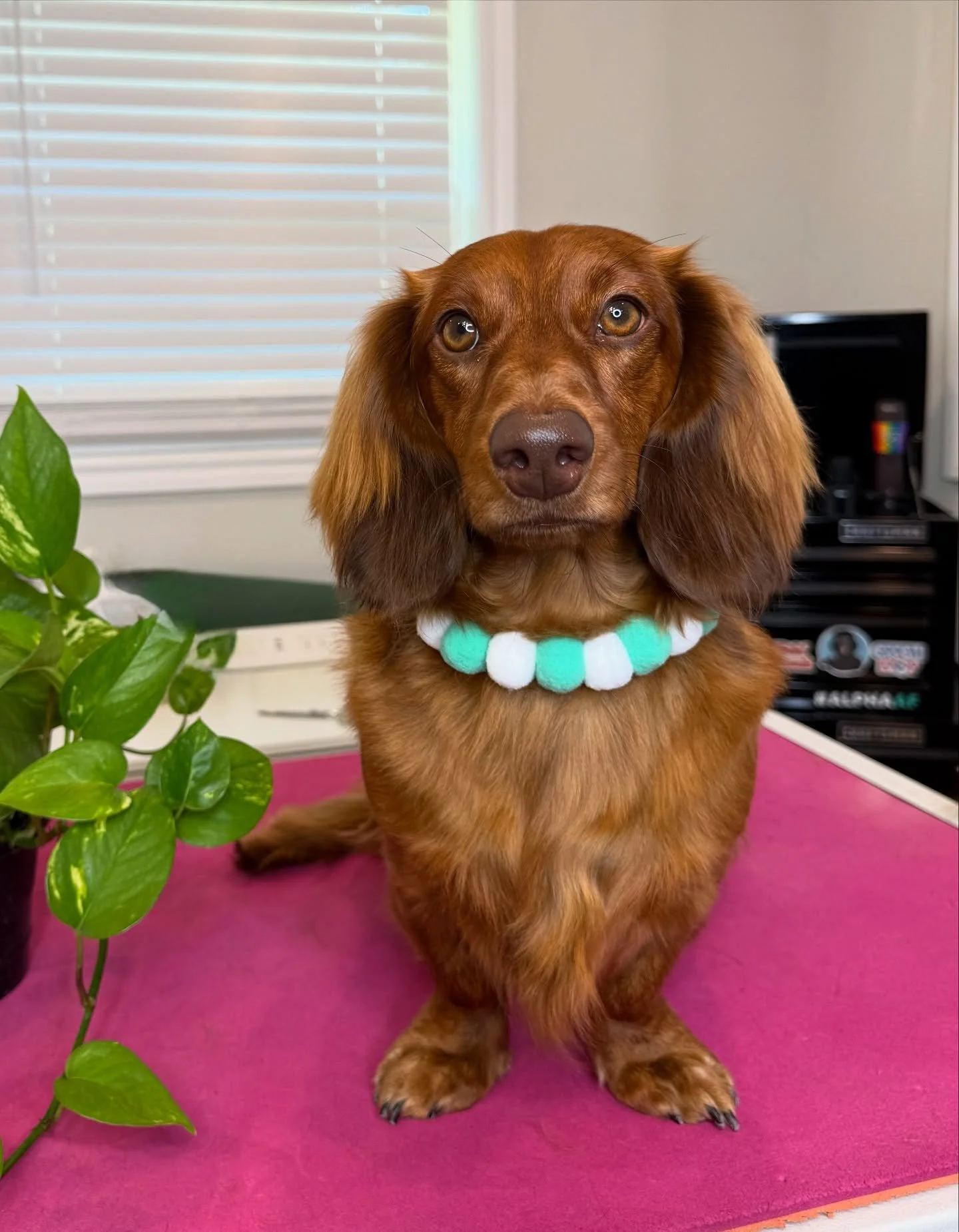 Pompom collars are HERE and they&rsquo;re going fast! ✨

📦 10-pack sets
📏 Sizes: Small (12&ndash;14&rdquo;) or Large (19&ndash;21&rdquo;)
⏳ Only a few packs available &mdash; once they&rsquo;re gone, they&rsquo;re gone!

Perfect for:
🐶 Client gift
