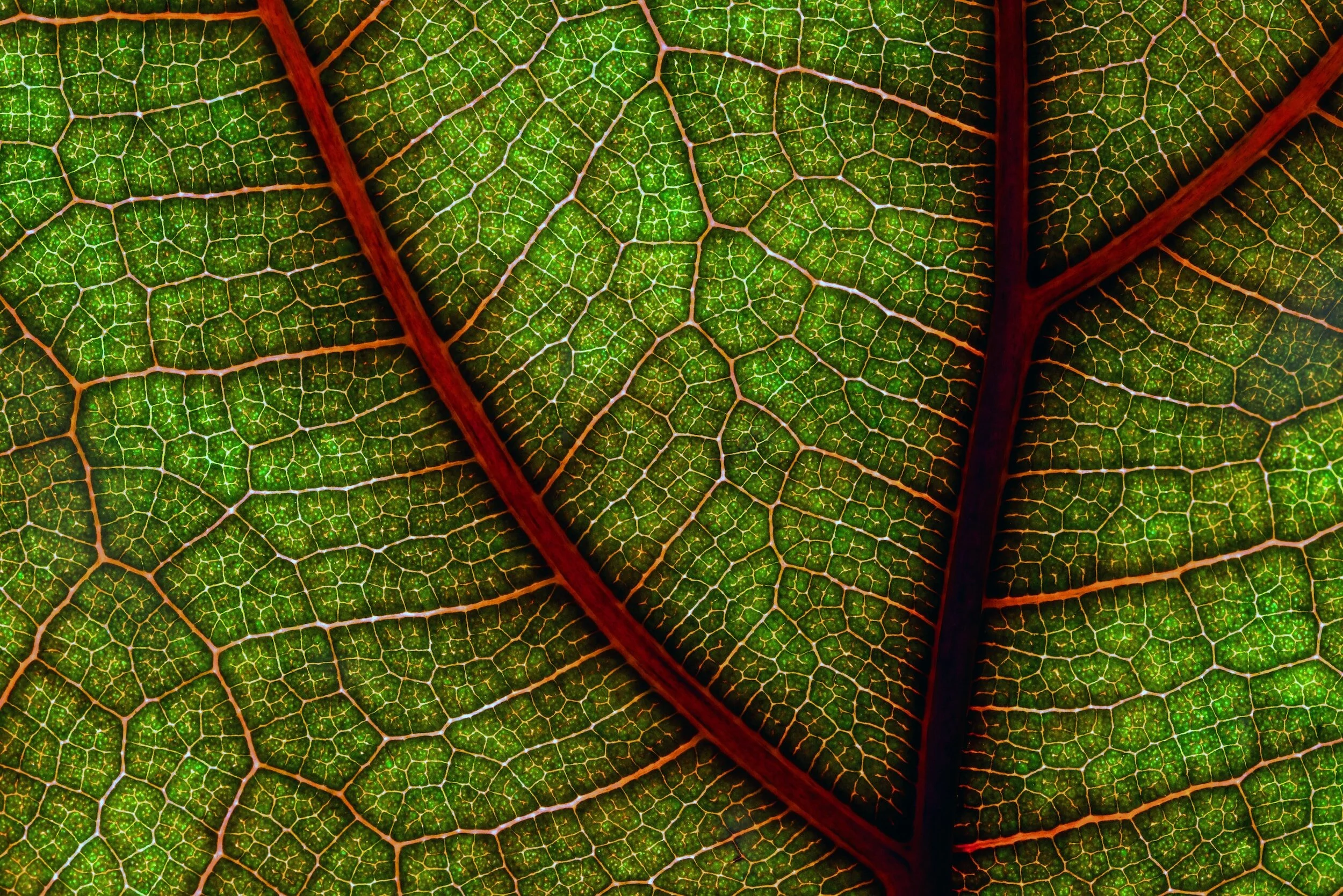 Macro view of a leaf, showing it's red veins and green skin