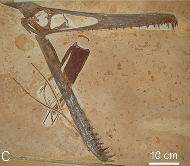 A Minor Issue of Palaeontological Pedantry
