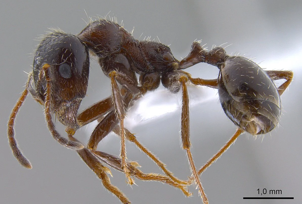 Two Species, One Mother