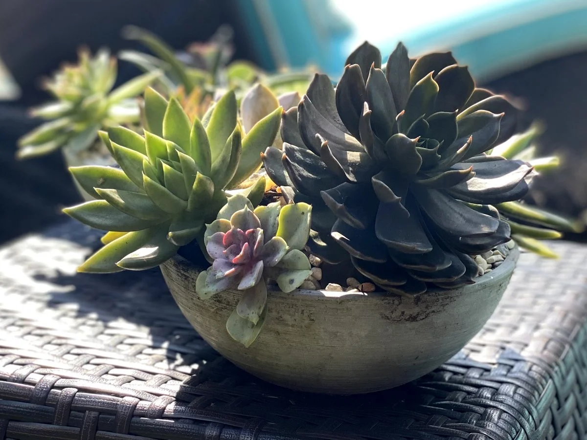 succulent 3.jpg