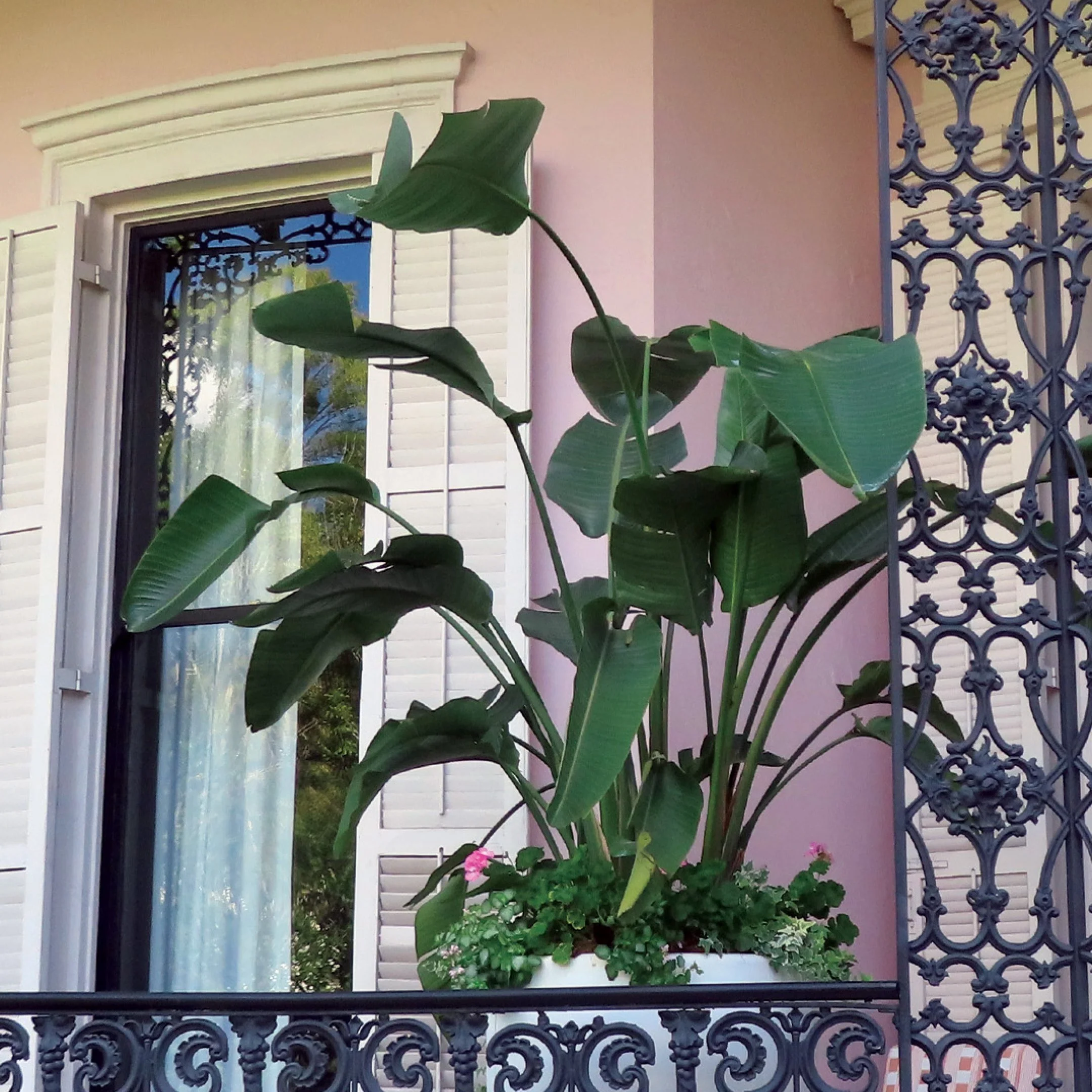 FEATURED IMAGE 1x1 Cornstalk-2.jpg