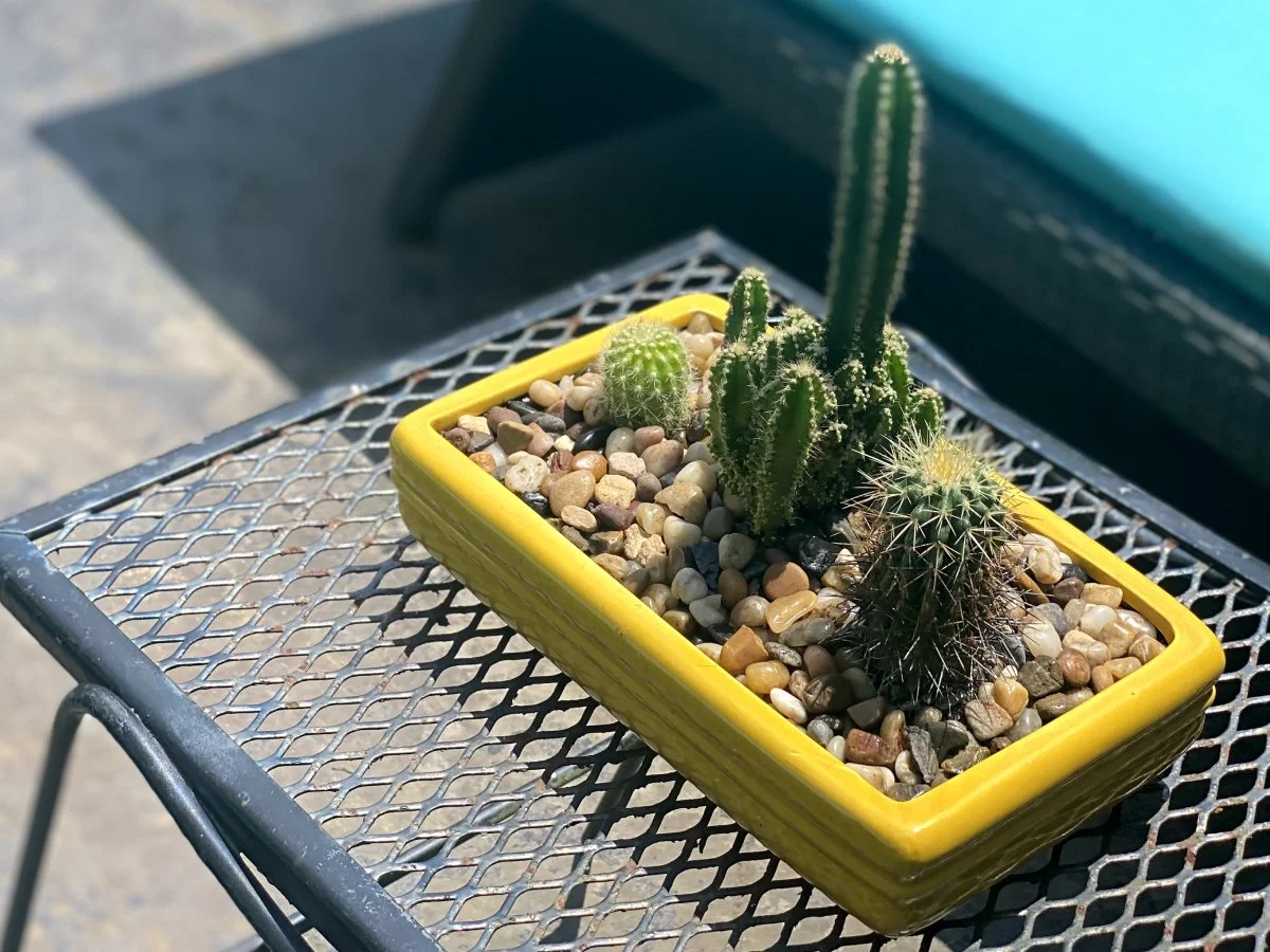 succulent 14.jpg