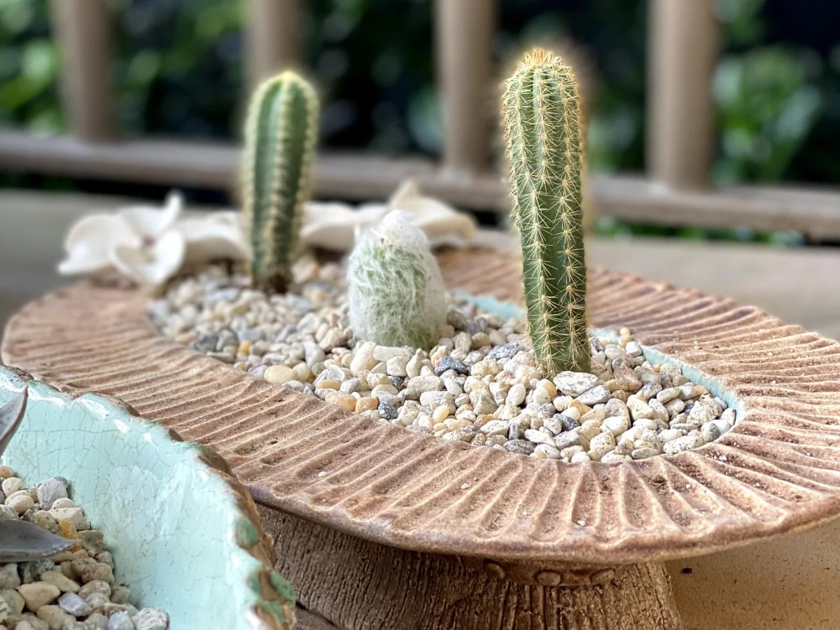 succulent 5.jpg