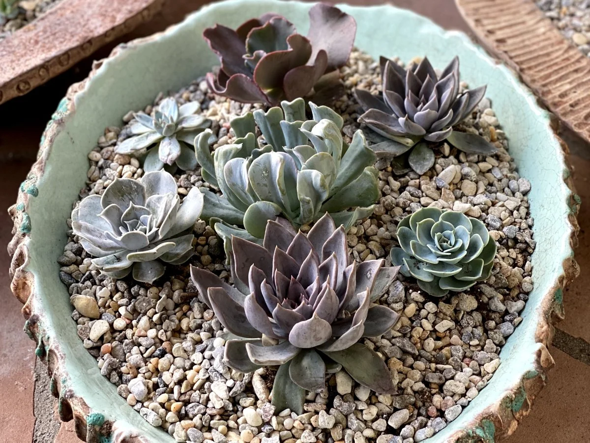 succulent 12.jpg