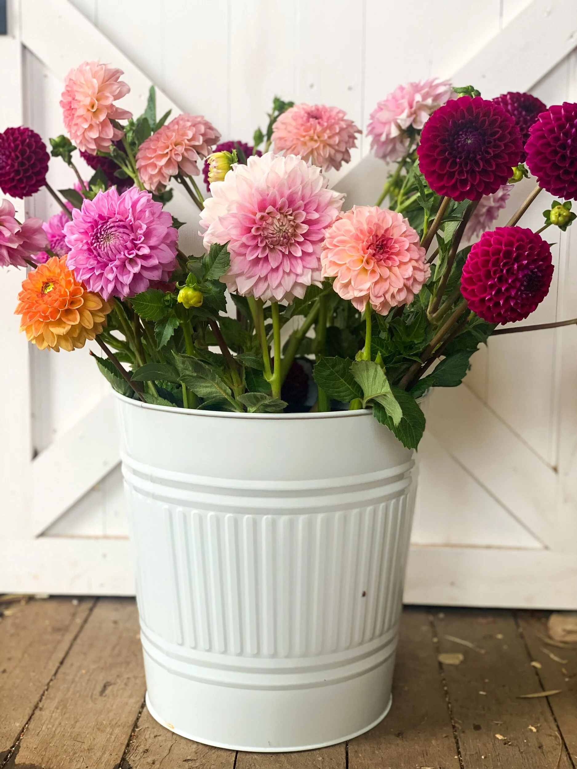 DIY Dahlia Buckets. DIY Flowers