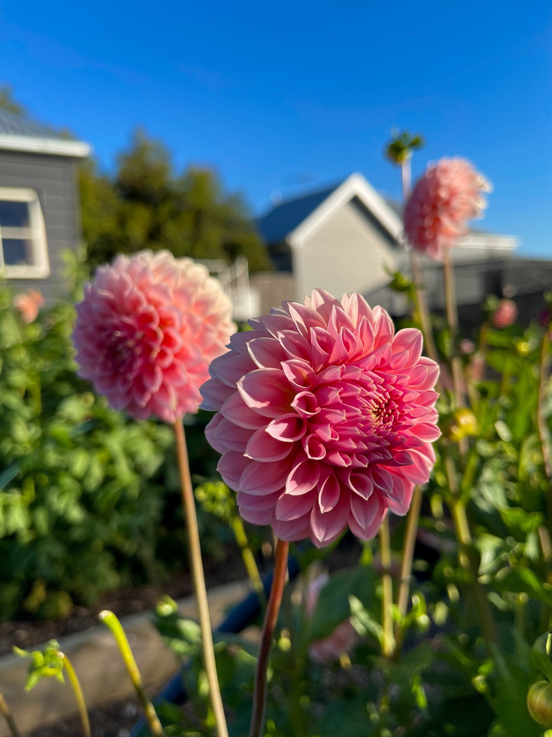 DAHLIAS THRIVING IN OUR COTTAGE GARDEN