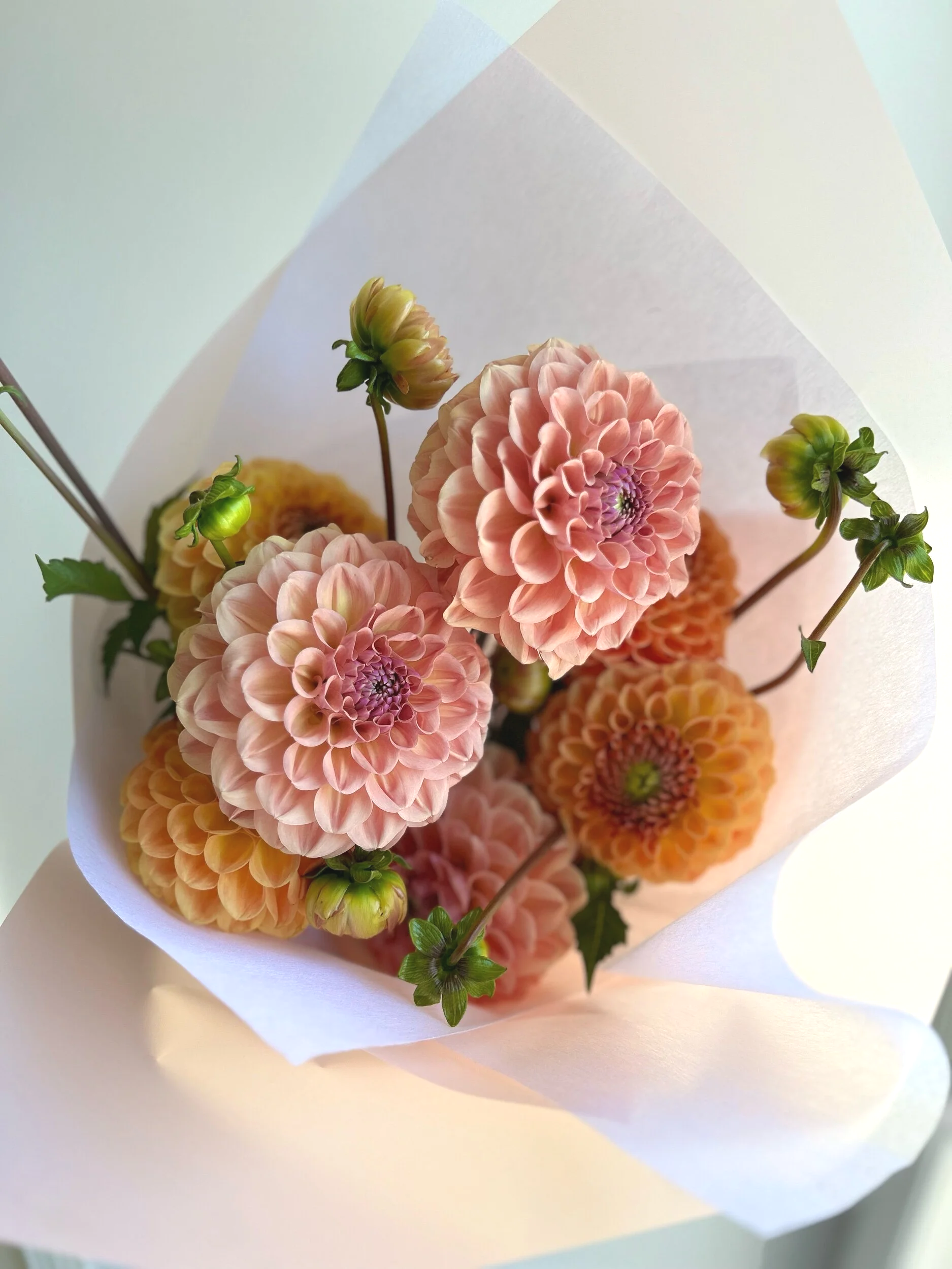 Dahlia Flowers Bacchus Marsh delivery.jpg