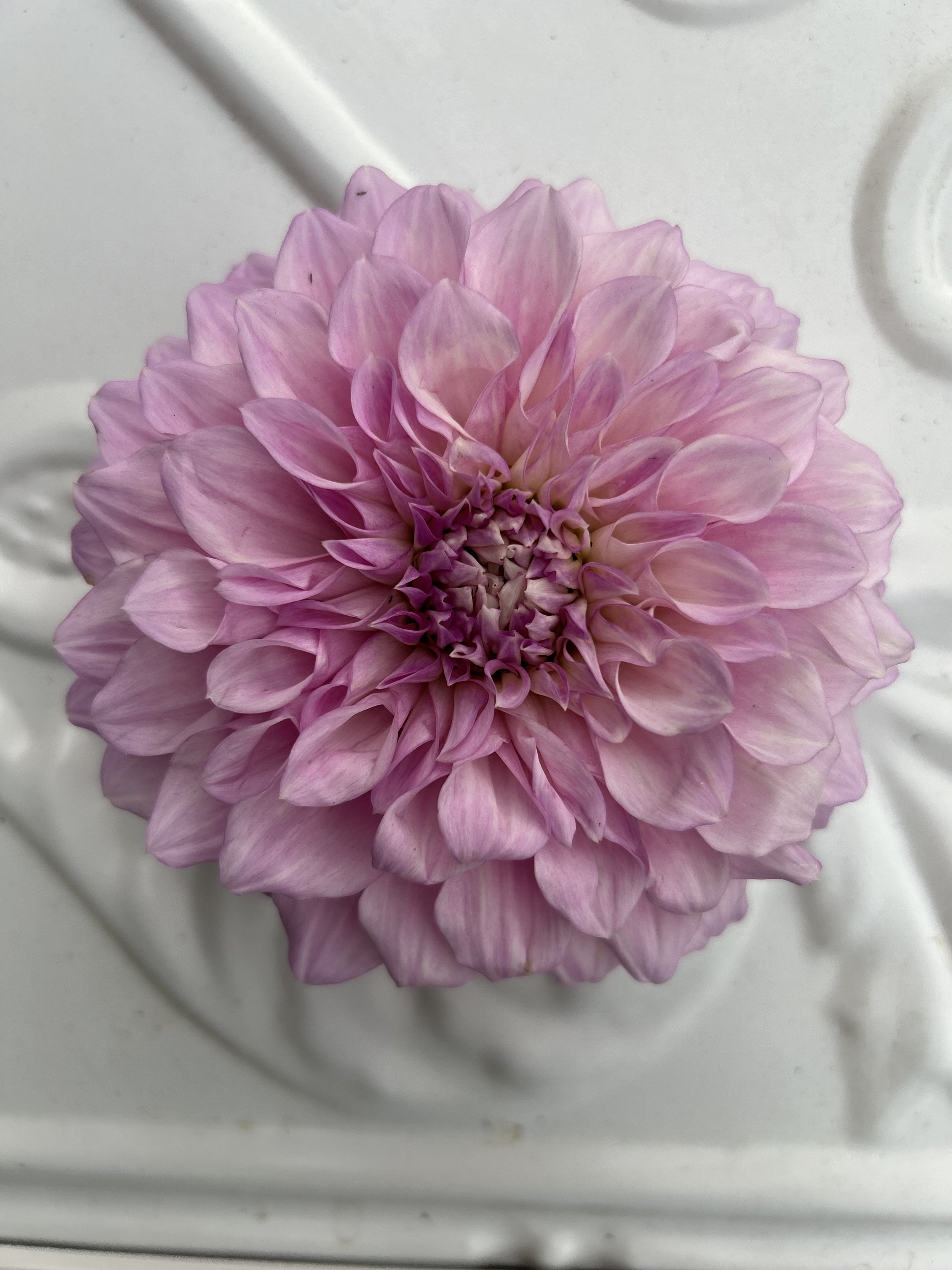 Marshmallow Dahlia Tuber