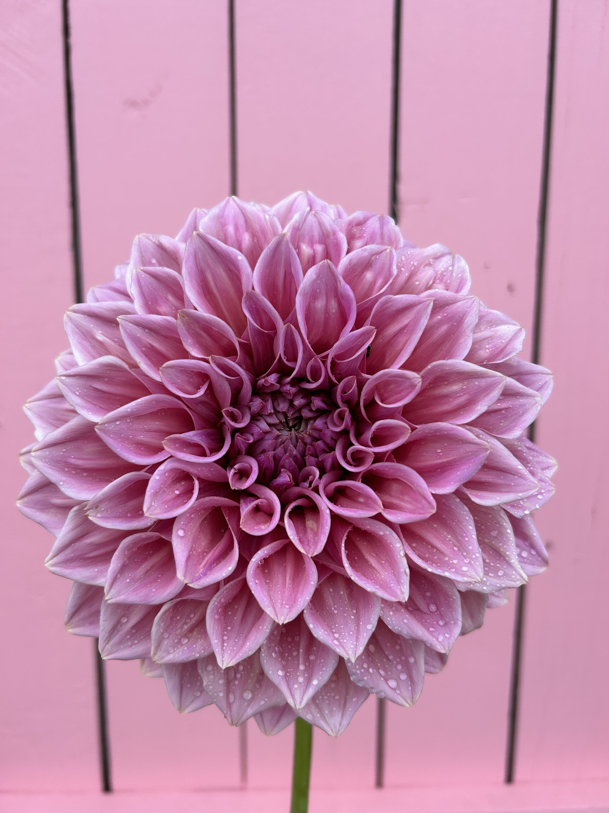 Formby Duke Dahlia Tuber