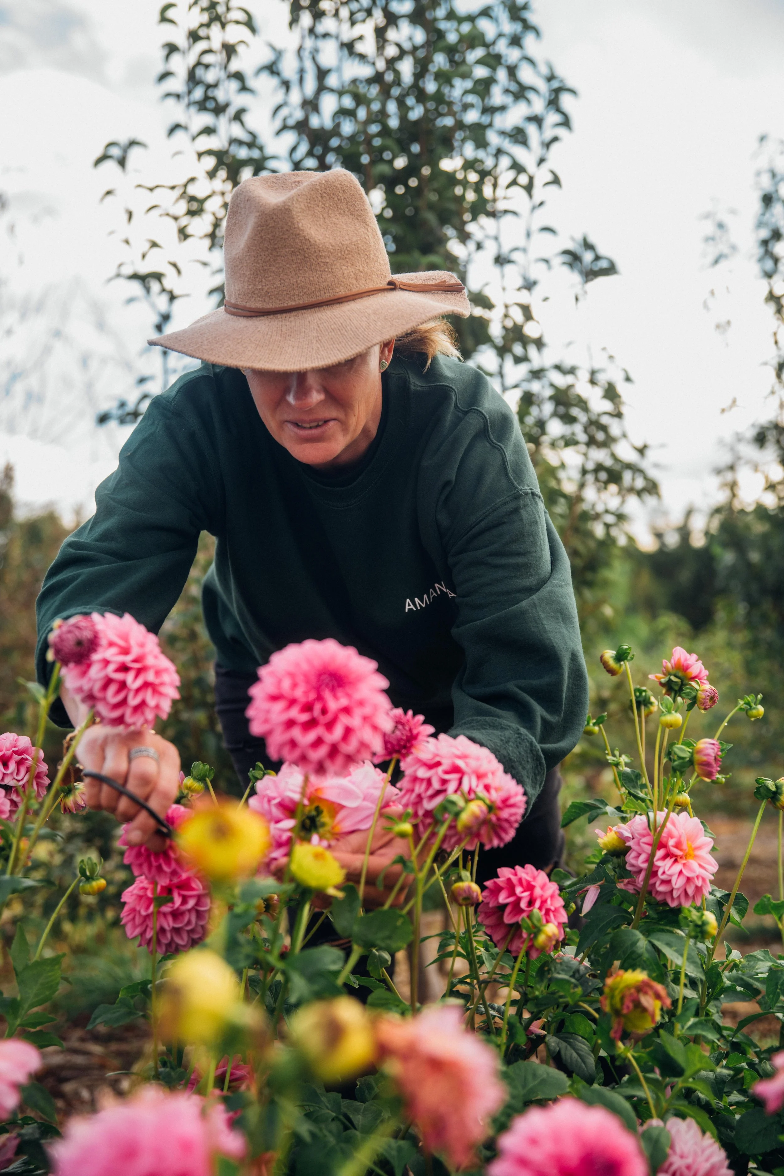 Early morning harvesting flowers 