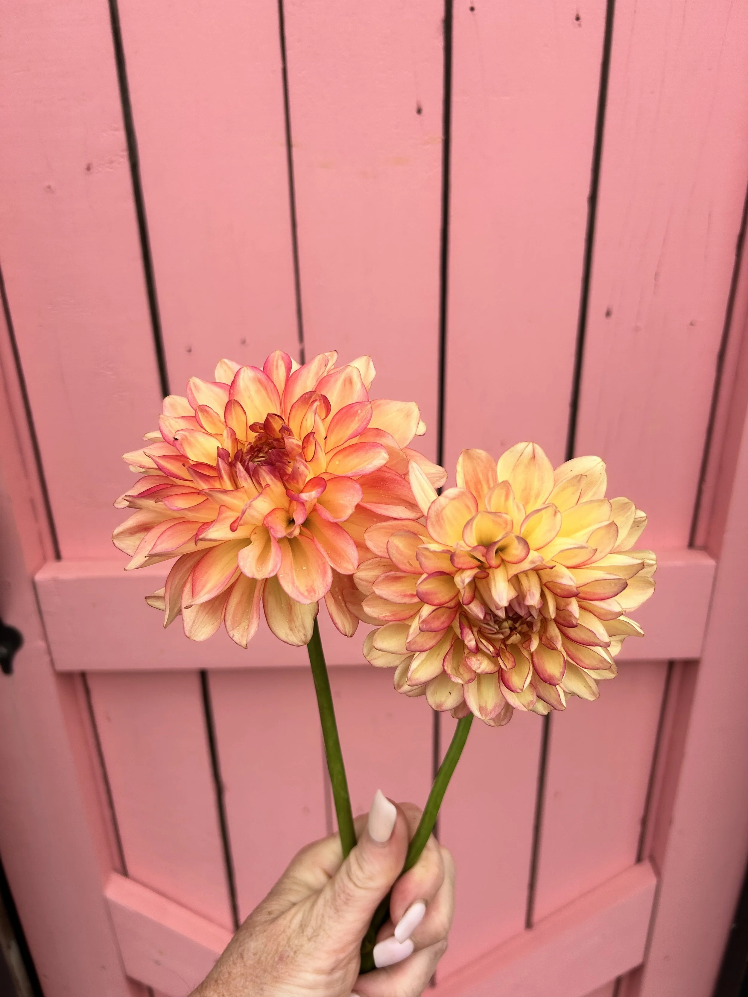 Croles Dahlia Tuber