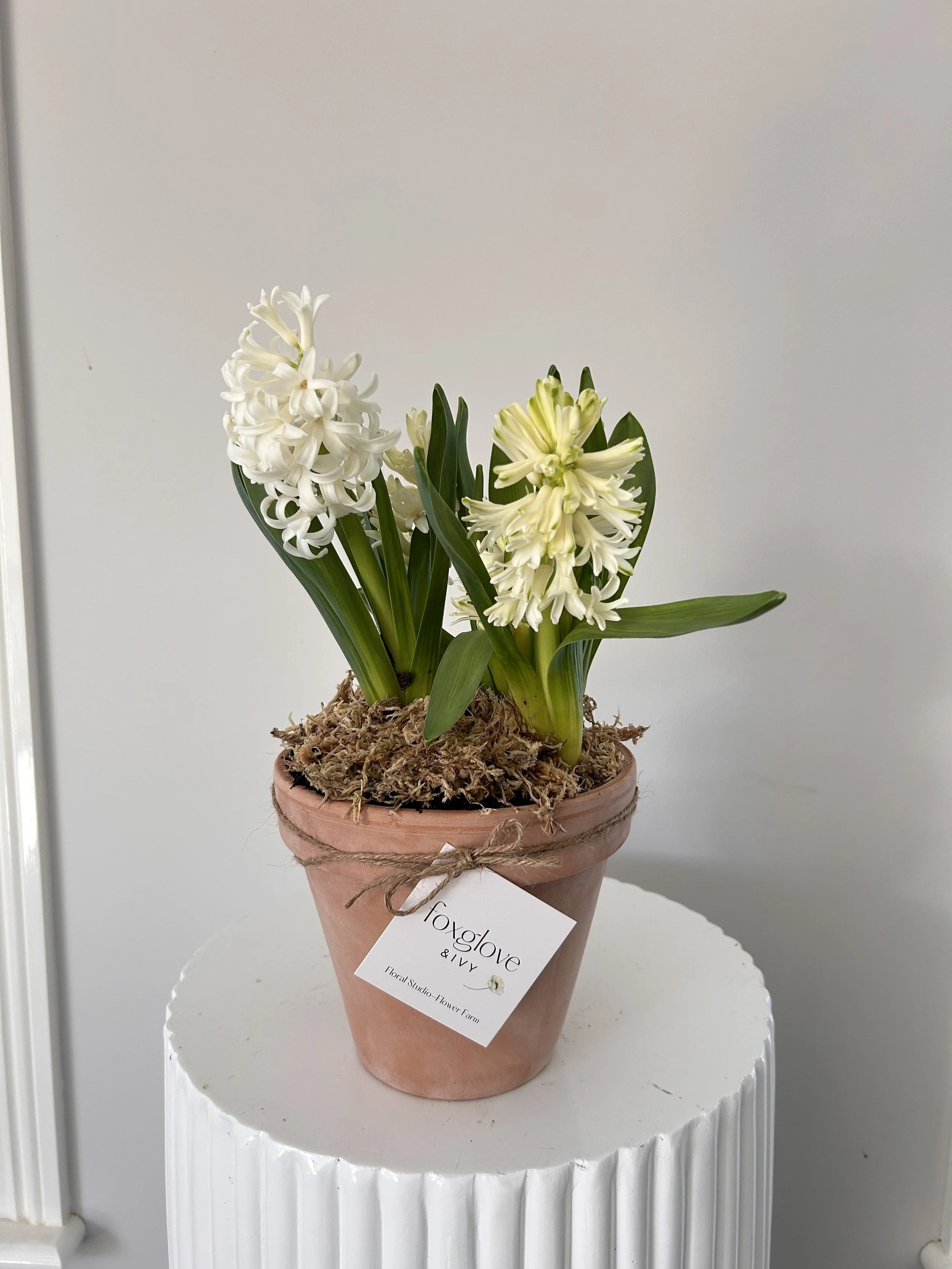 The Flowering  Bulb Pot
