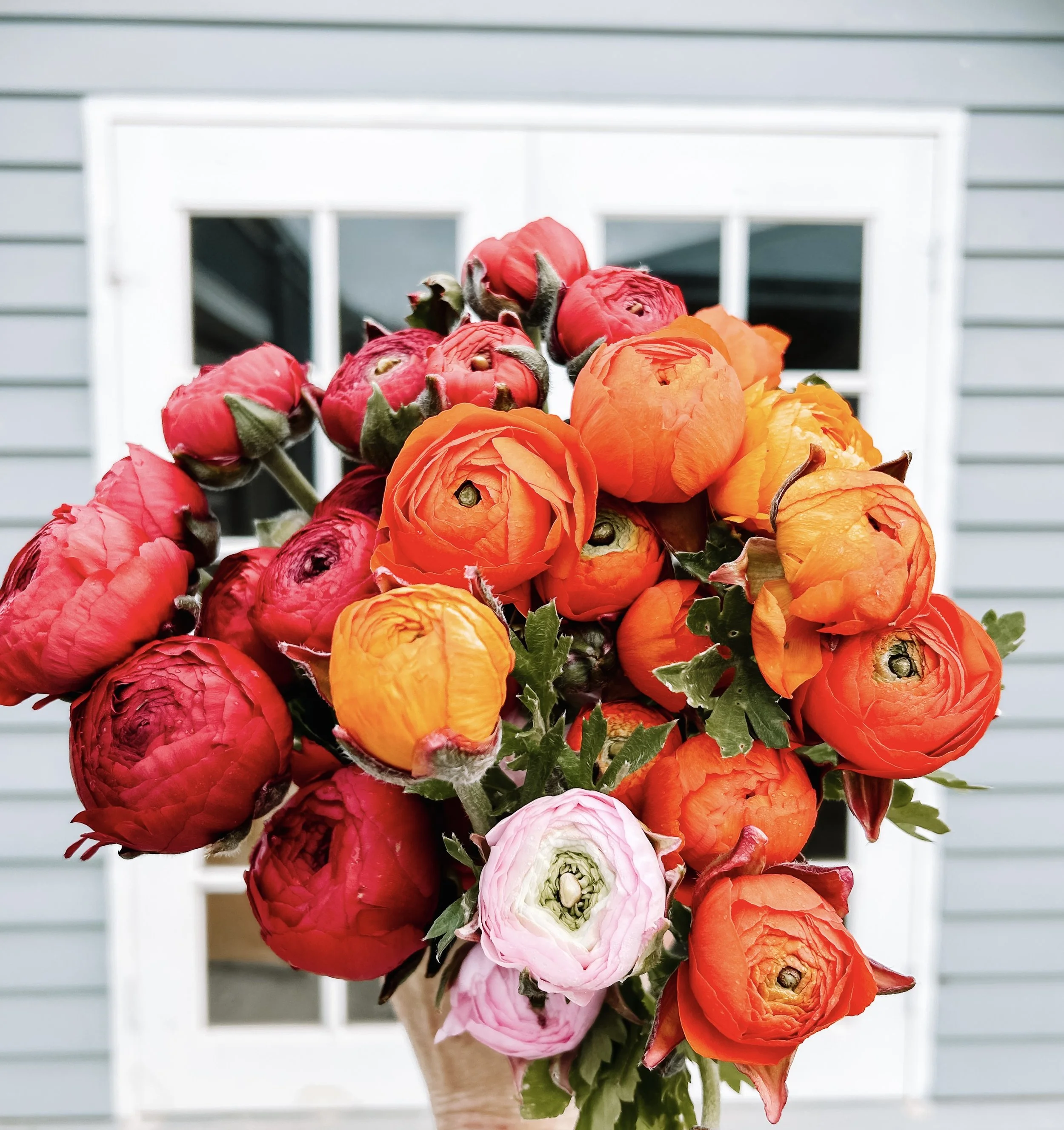 Fresh Ranunculus flowers harvest for Bacchsu Marsh , Rockbank, Eynesbury,delivery.jpeg