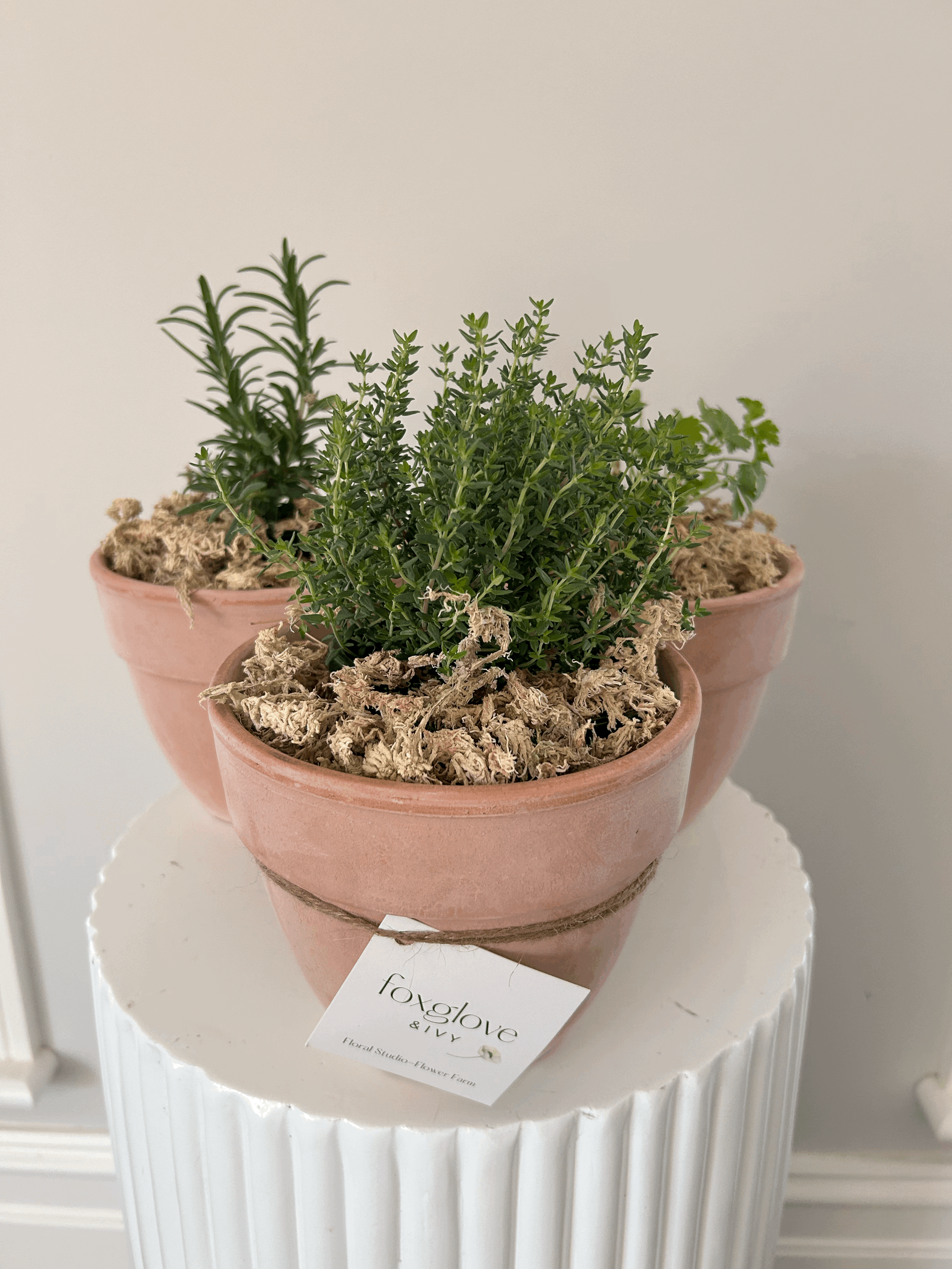 The Garden Herb Trio