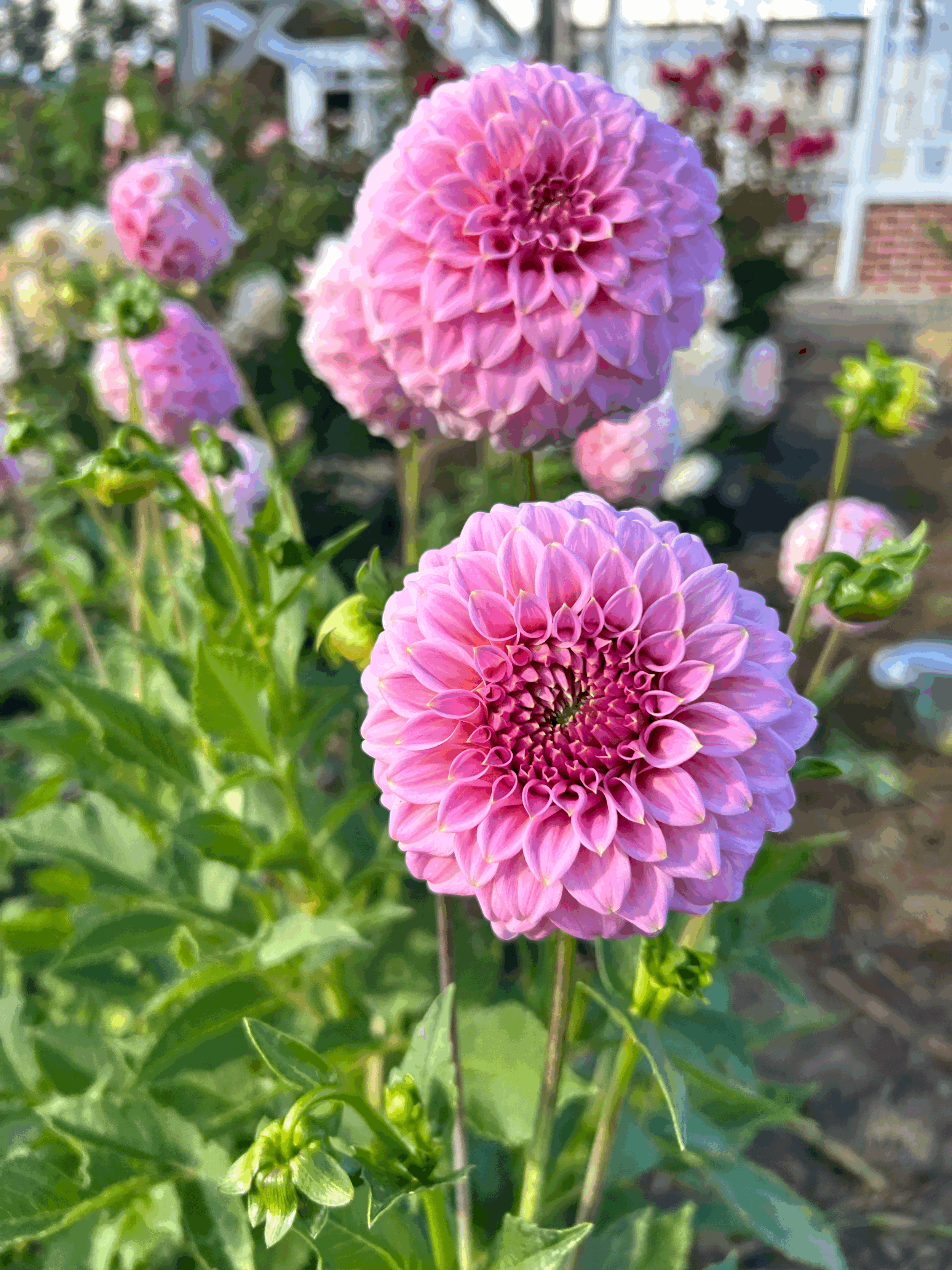 Arulean Leatrice Dahlia Tuber