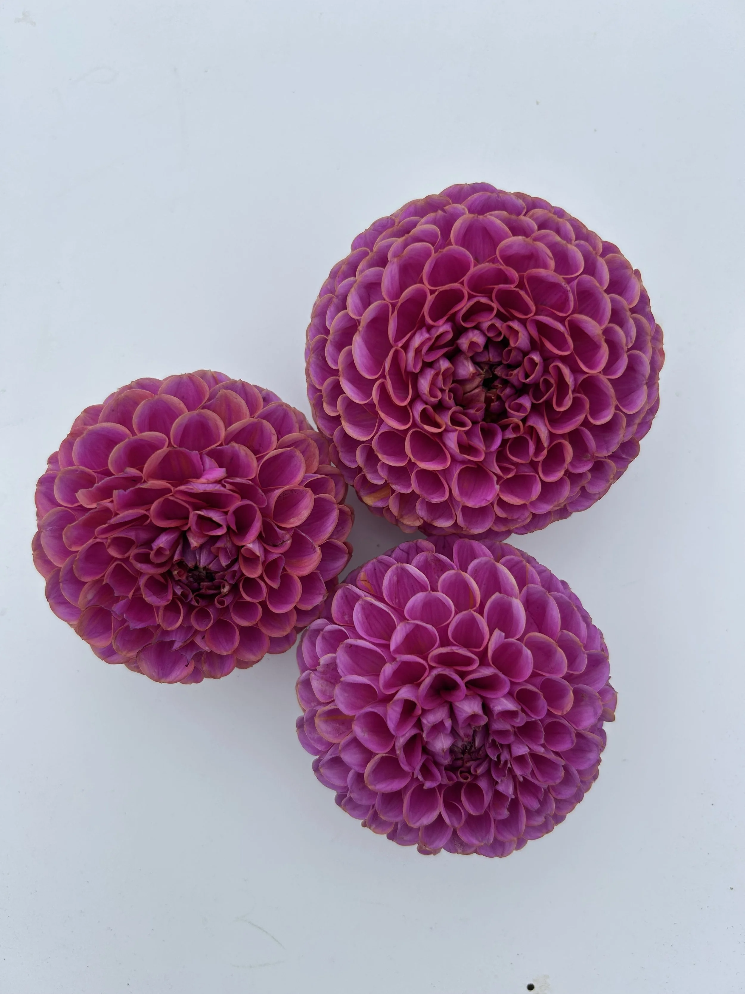 Isobel Dahlia Tuber