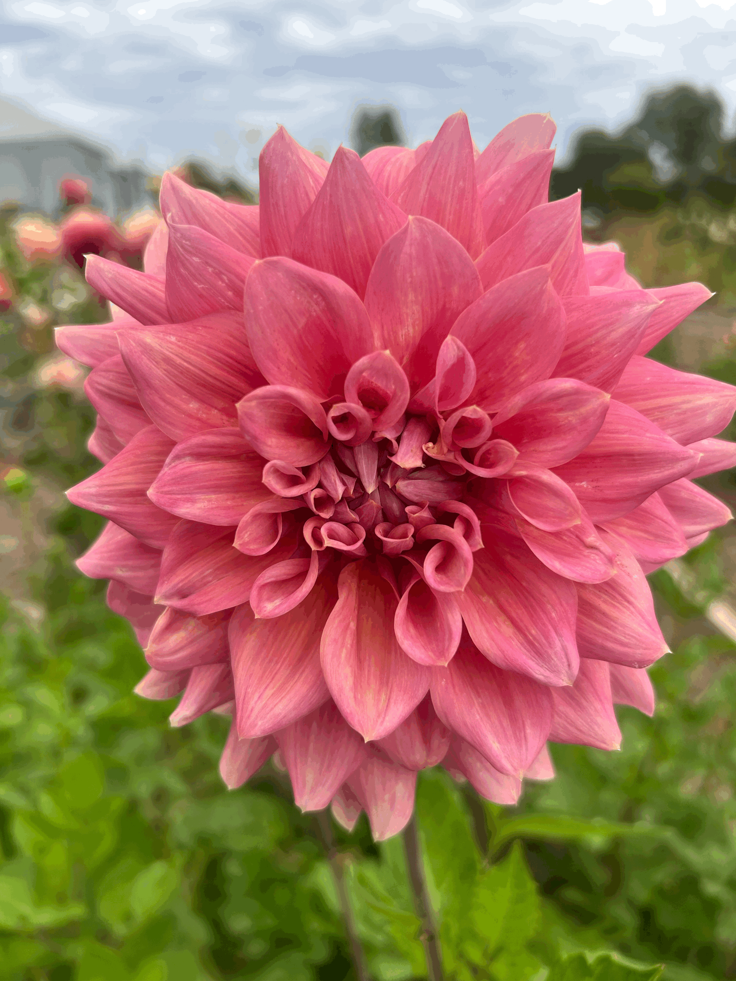 Lileah Caramel Rose Dahlia Tuber